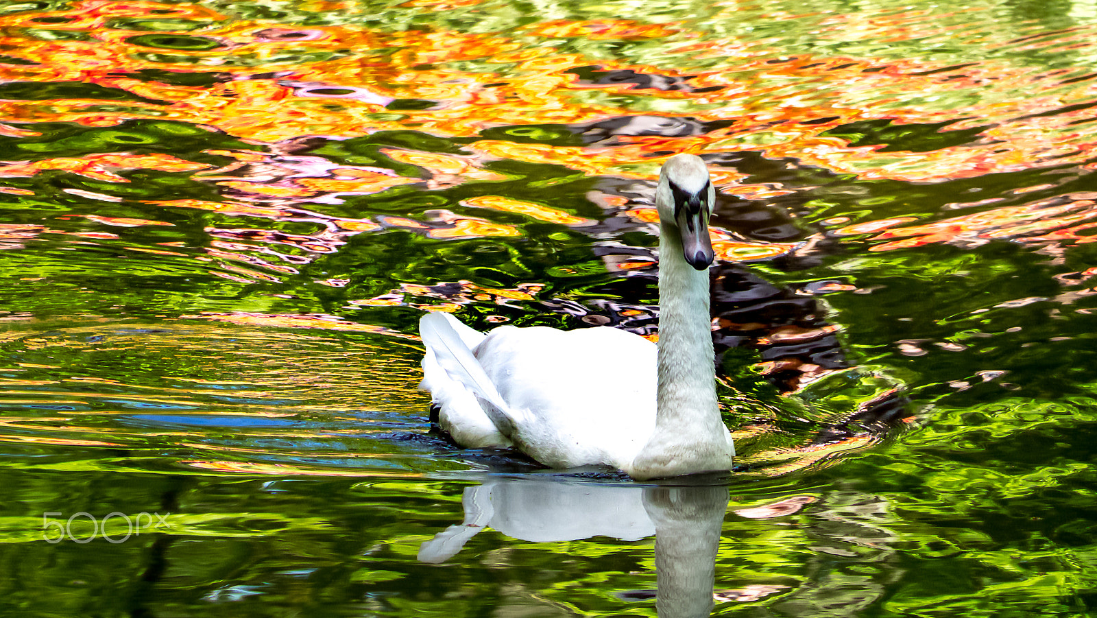 Panasonic Lumix G Vario 45-200mm F4-5.6 OIS sample photo. Oil colour photography