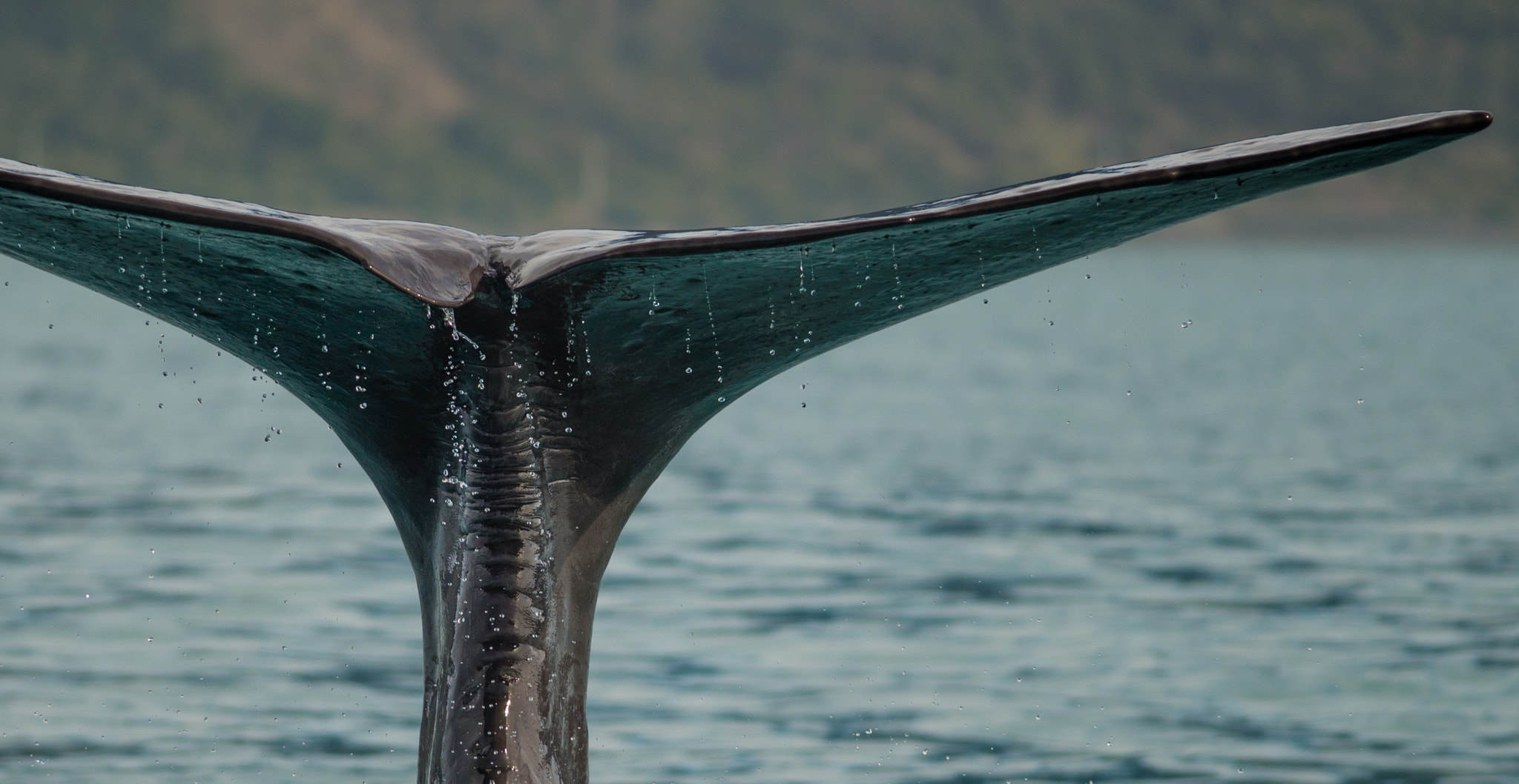 Nikon D600 + Nikon AF-S Nikkor 300mm F4D ED-IF sample photo. Close up of sperm whales tail photography