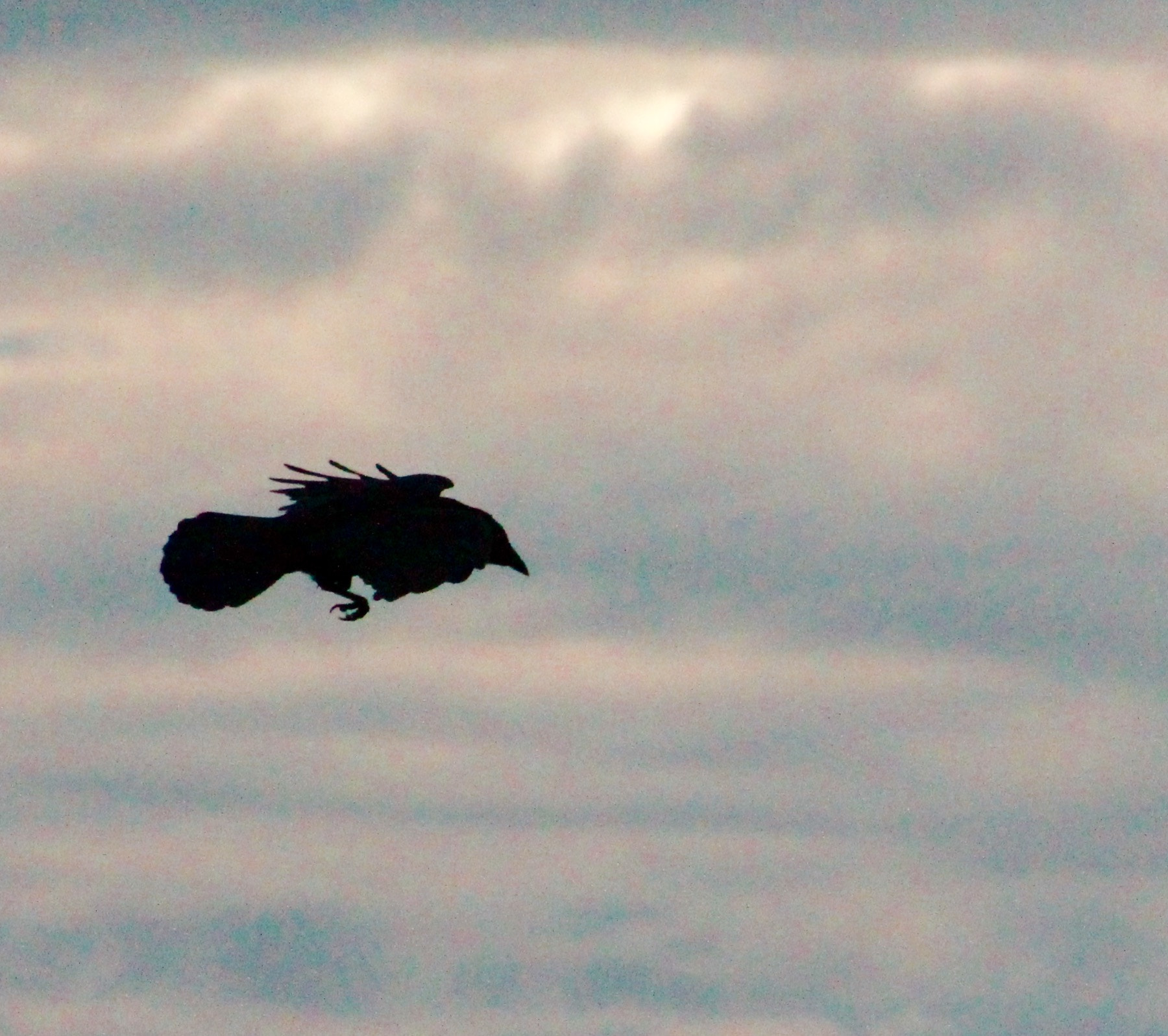 Canon EF75-300mm f/4-5.6 sample photo. Crow descending at twilight photography