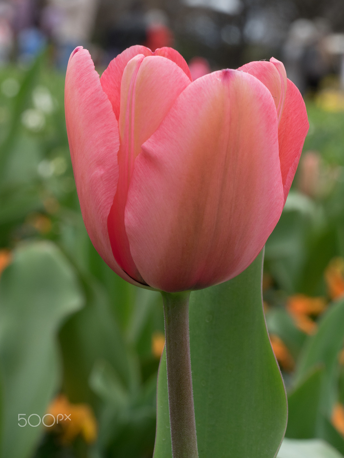 Panasonic DMC-GM1S sample photo. Floriade 2016 -21 photography