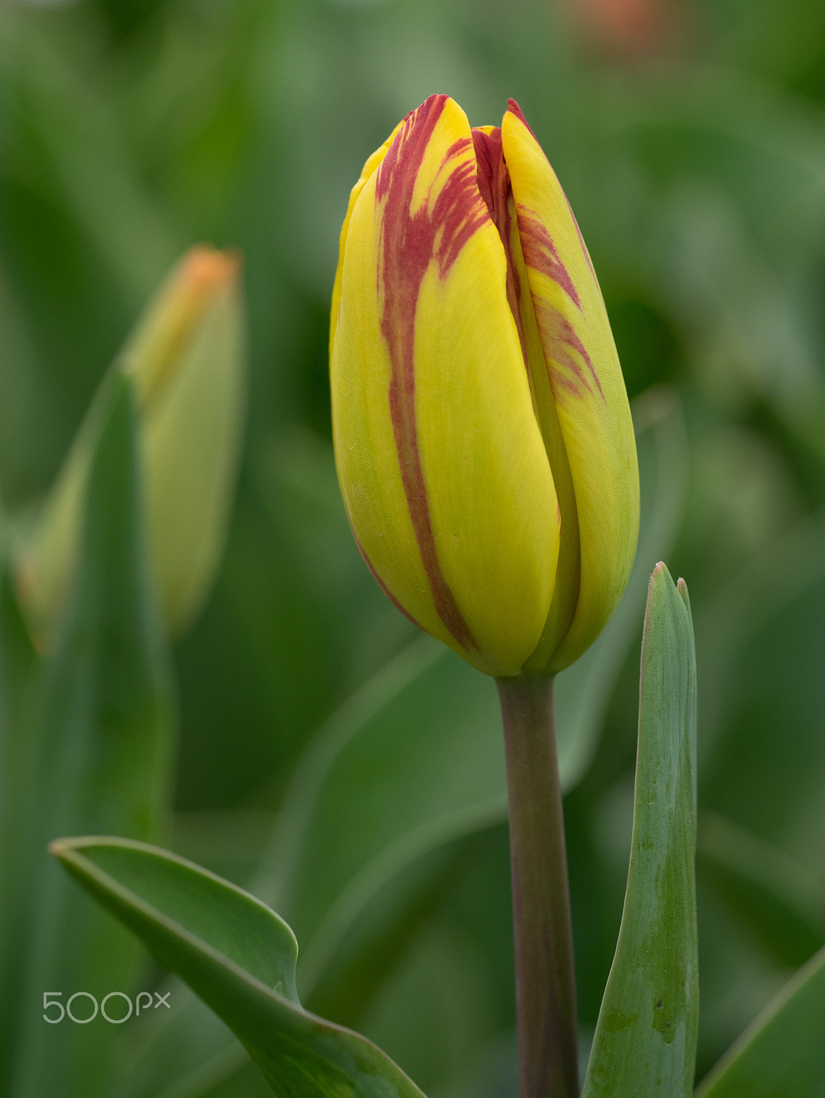 Panasonic DMC-GM1S sample photo. Floriade 2016 -20 photography