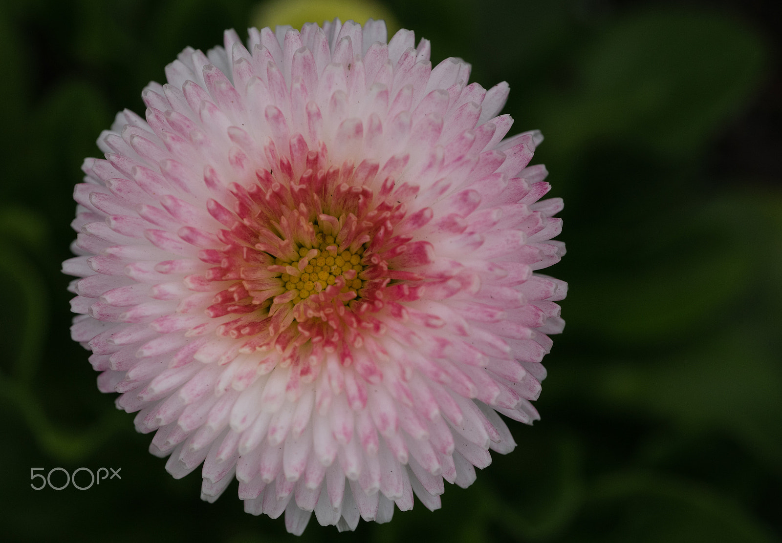 Panasonic DMC-GM1S + Olympus M.Zuiko Digital ED 60mm F2.8 Macro sample photo. Floriade 2016 -18 photography