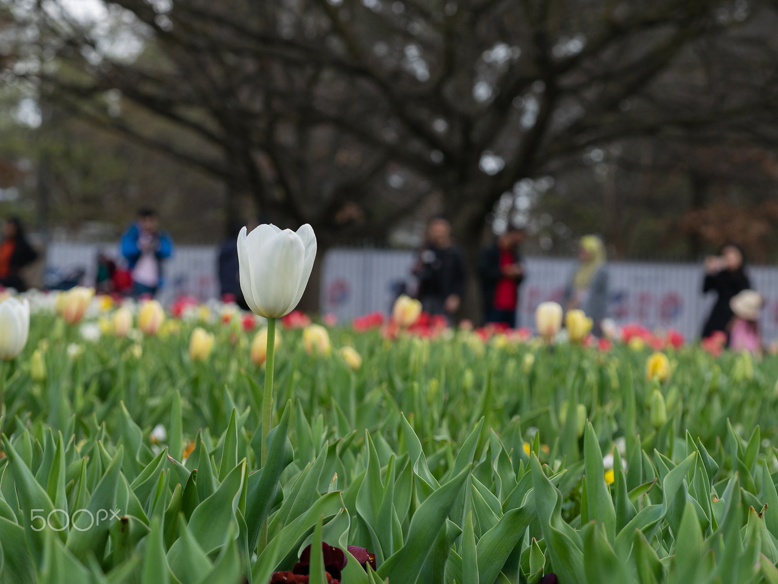 Panasonic DMC-GM1S sample photo. Floriade 2016 -14 photography