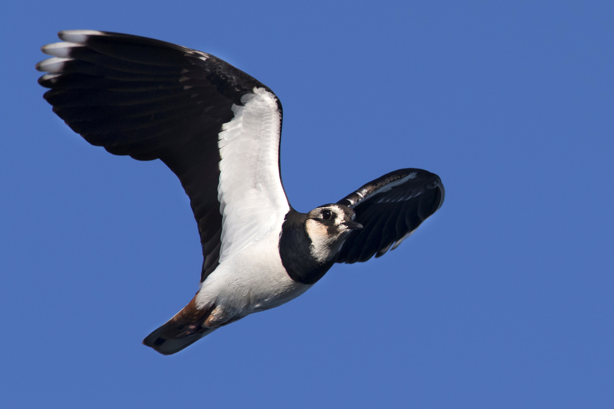 Canon EOS 70D + Canon EF 300mm f/2.8L + 1.4x sample photo. Northern lapwing photography