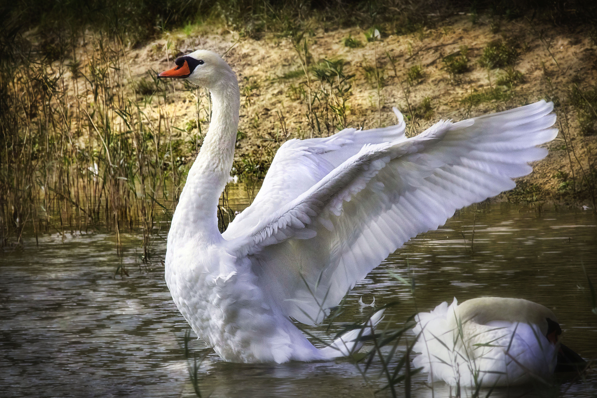 Canon EF 400mm F5.6L USM sample photo. Stretching photography