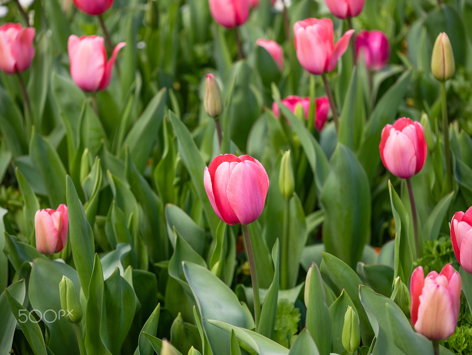 Panasonic DMC-GM1S sample photo. Floriade 2016 -16 photography