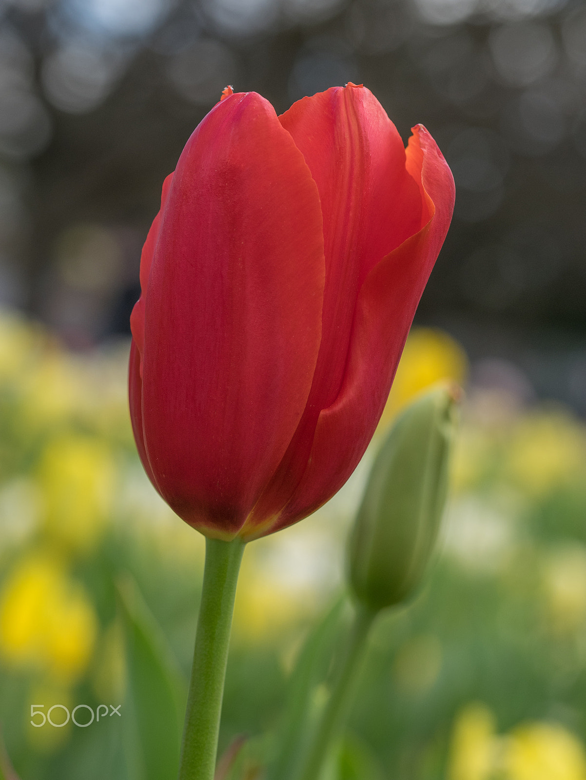 Panasonic DMC-GM1S sample photo. Floriade 2016 -15 photography