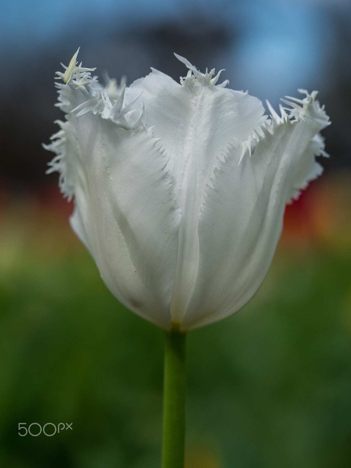 Panasonic DMC-GM1S sample photo. Floriade 2016 -12 photography