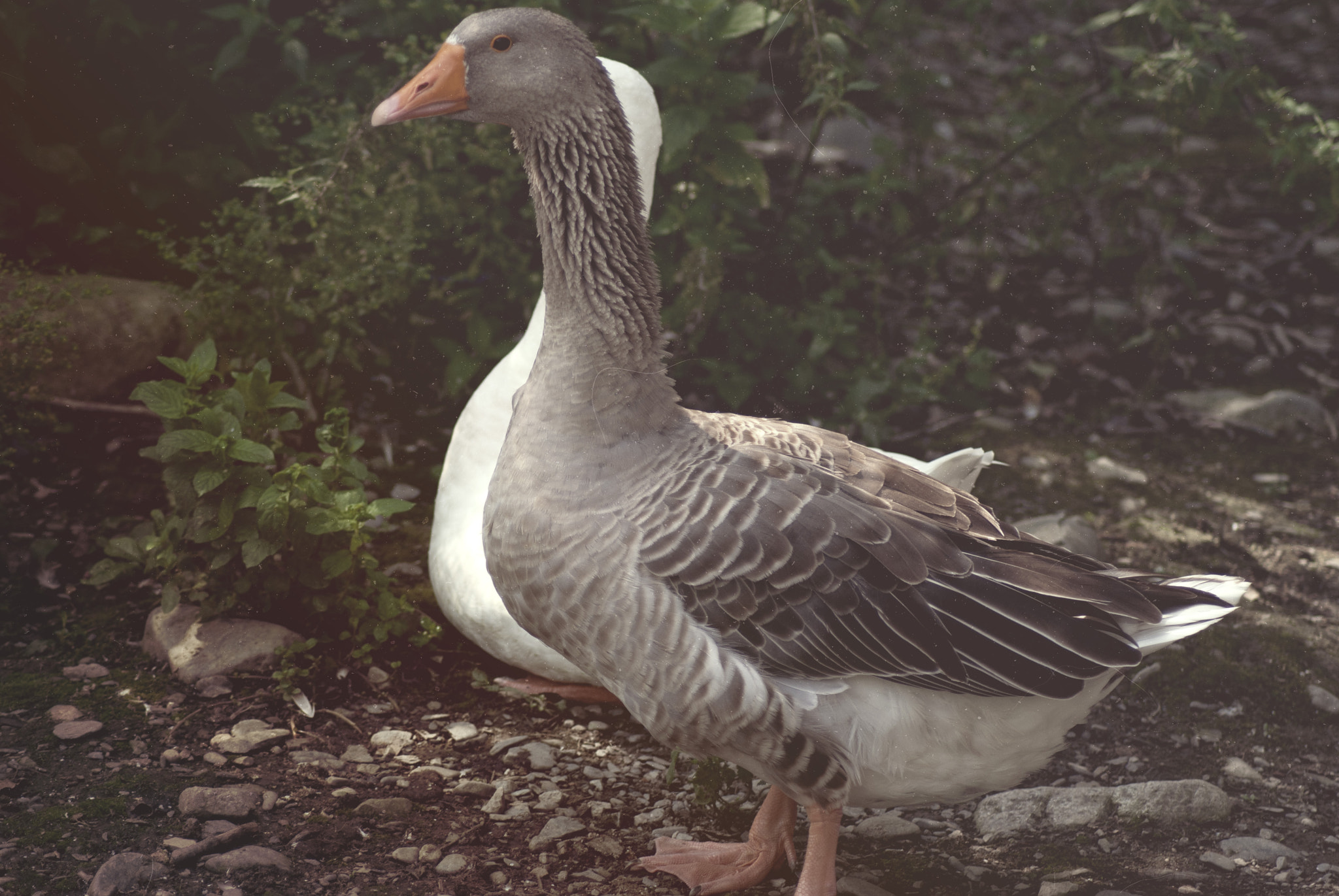 Nikon D3000 sample photo. Duck photography