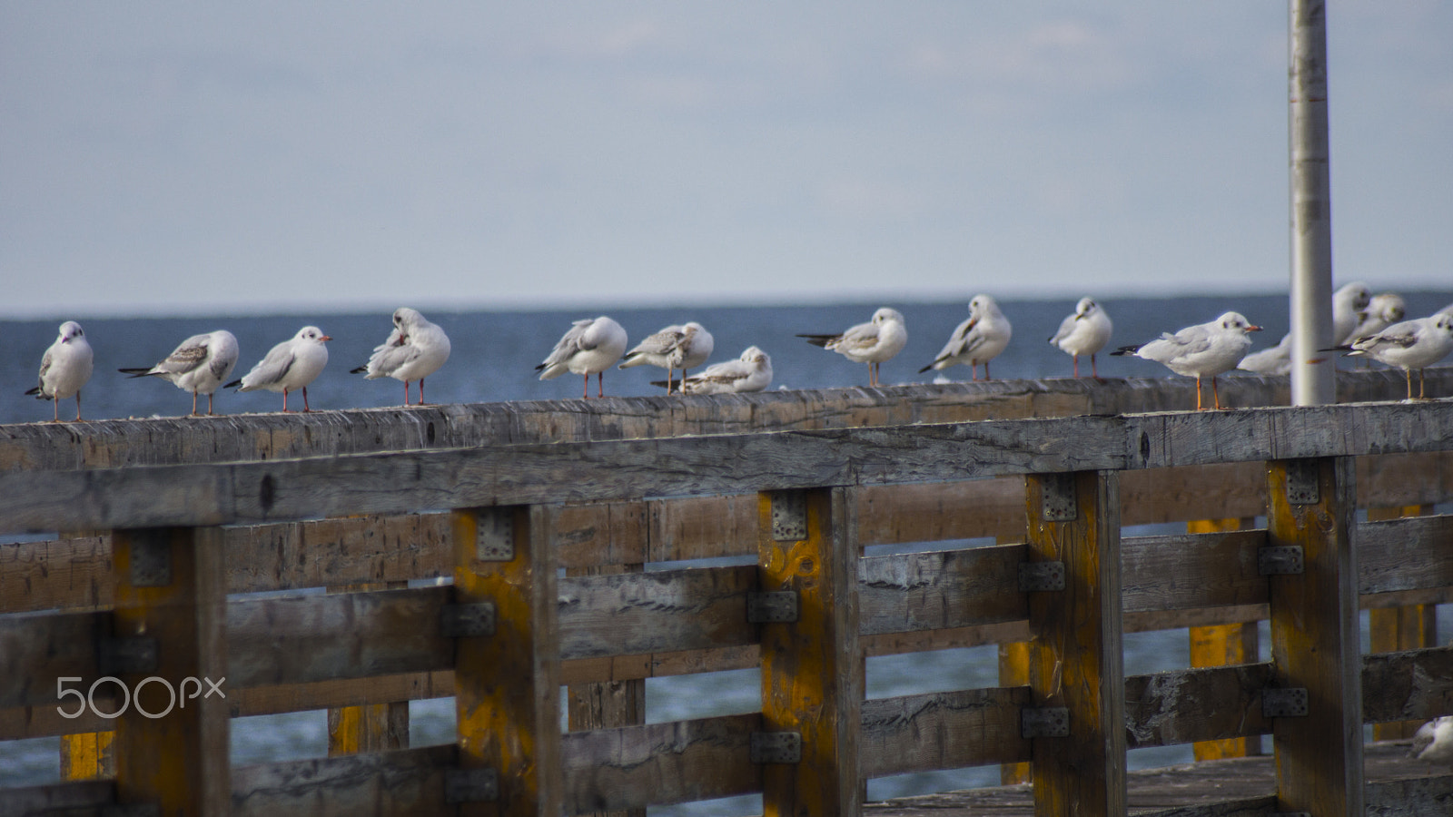 Sony 75-300mm F4.5-5.6 sample photo. Afternoon break. photography