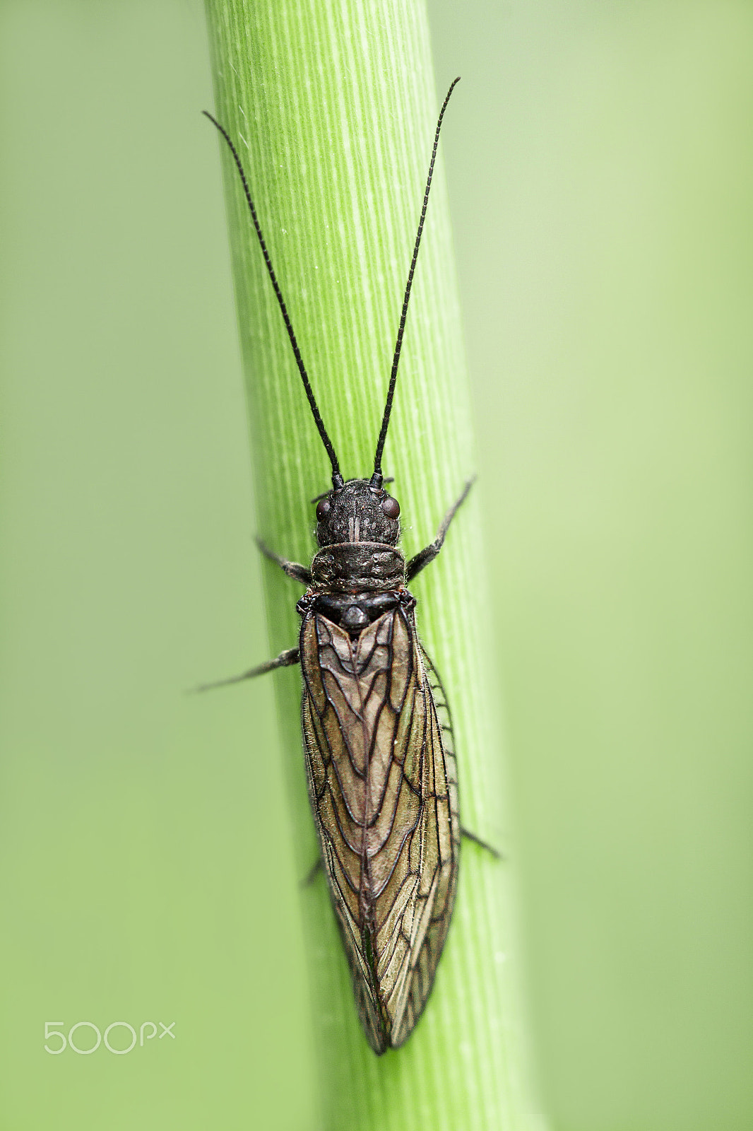 Canon EF 180mm F3.5L Macro USM sample photo. Sialis lutaria photography