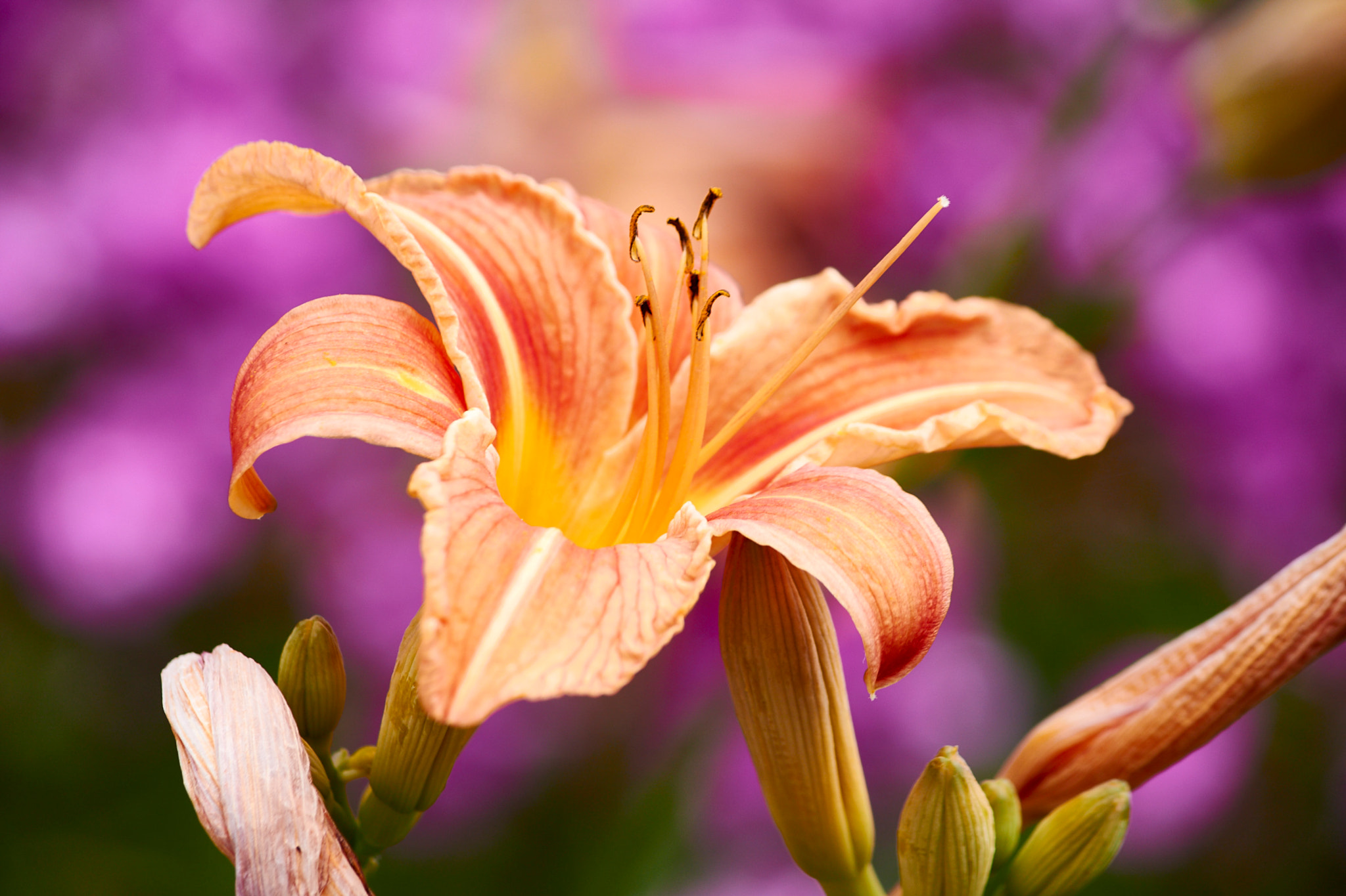 Canon EF-S 55-250mm F4-5.6 IS sample photo. Colors of orange photography