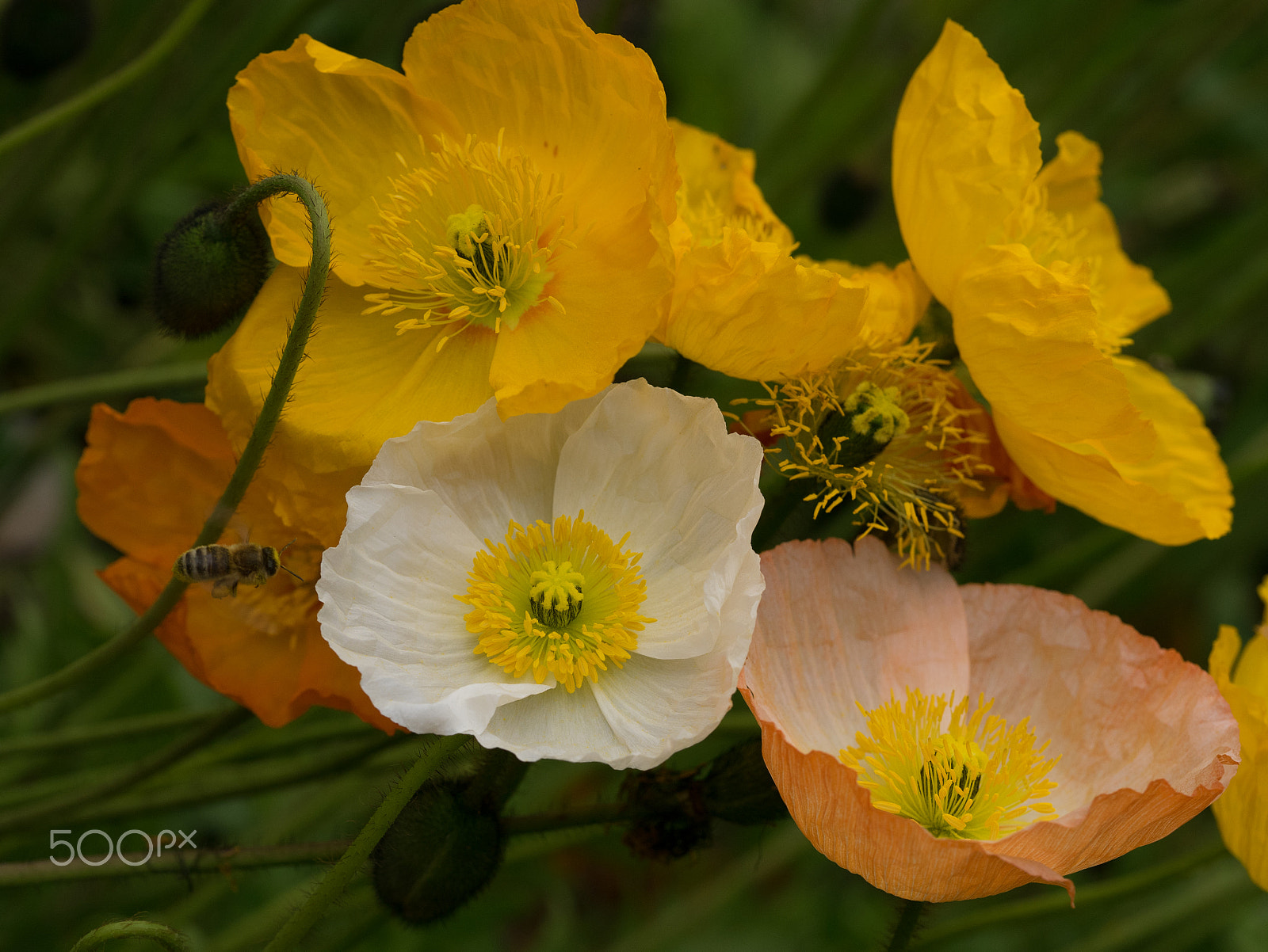 Panasonic DMC-GM1S + Olympus M.Zuiko Digital ED 60mm F2.8 Macro sample photo. Floriade 2016 -18 photography