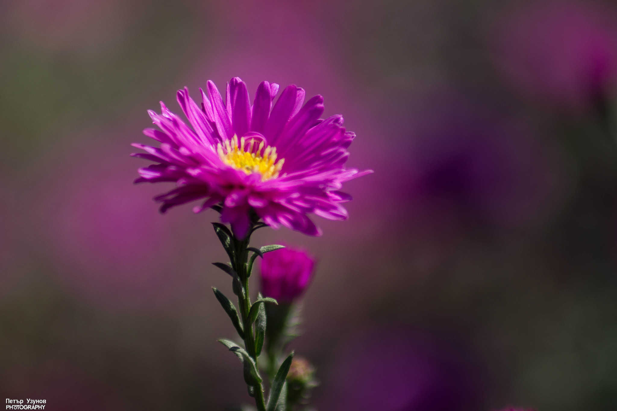 Sony 75-300mm F4.5-5.6 sample photo. Flower colors photography