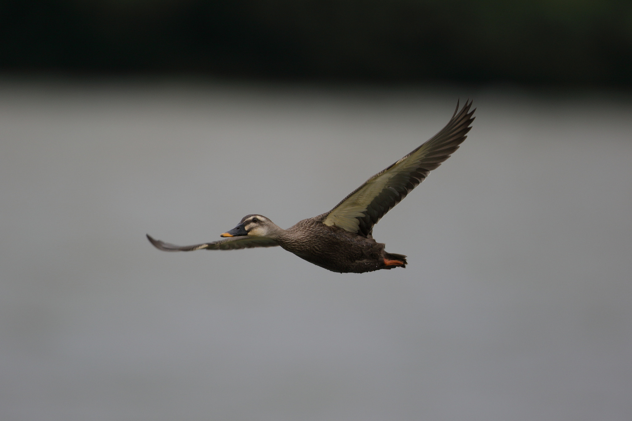 Canon EF 600mm F4L IS II USM sample photo. A wild duck photography