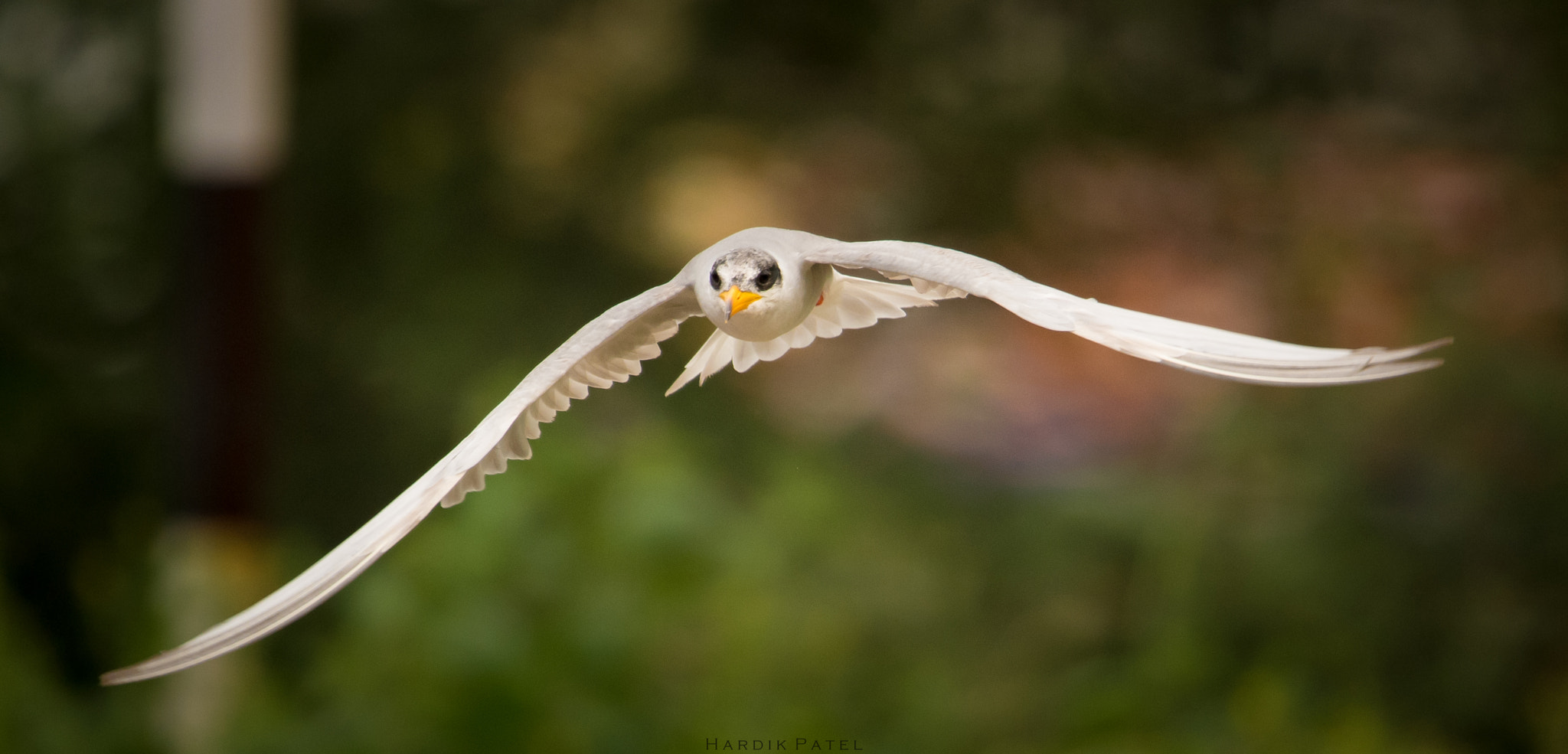 Nikon D5 sample photo. Tern in flight photography
