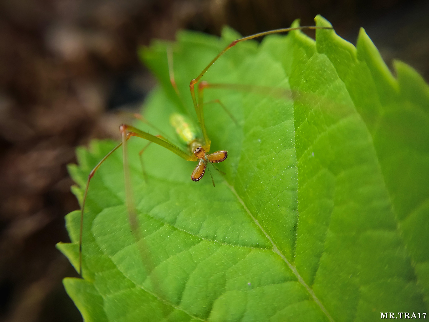 Xiaomi MI3 sample photo. S p i d e r photography