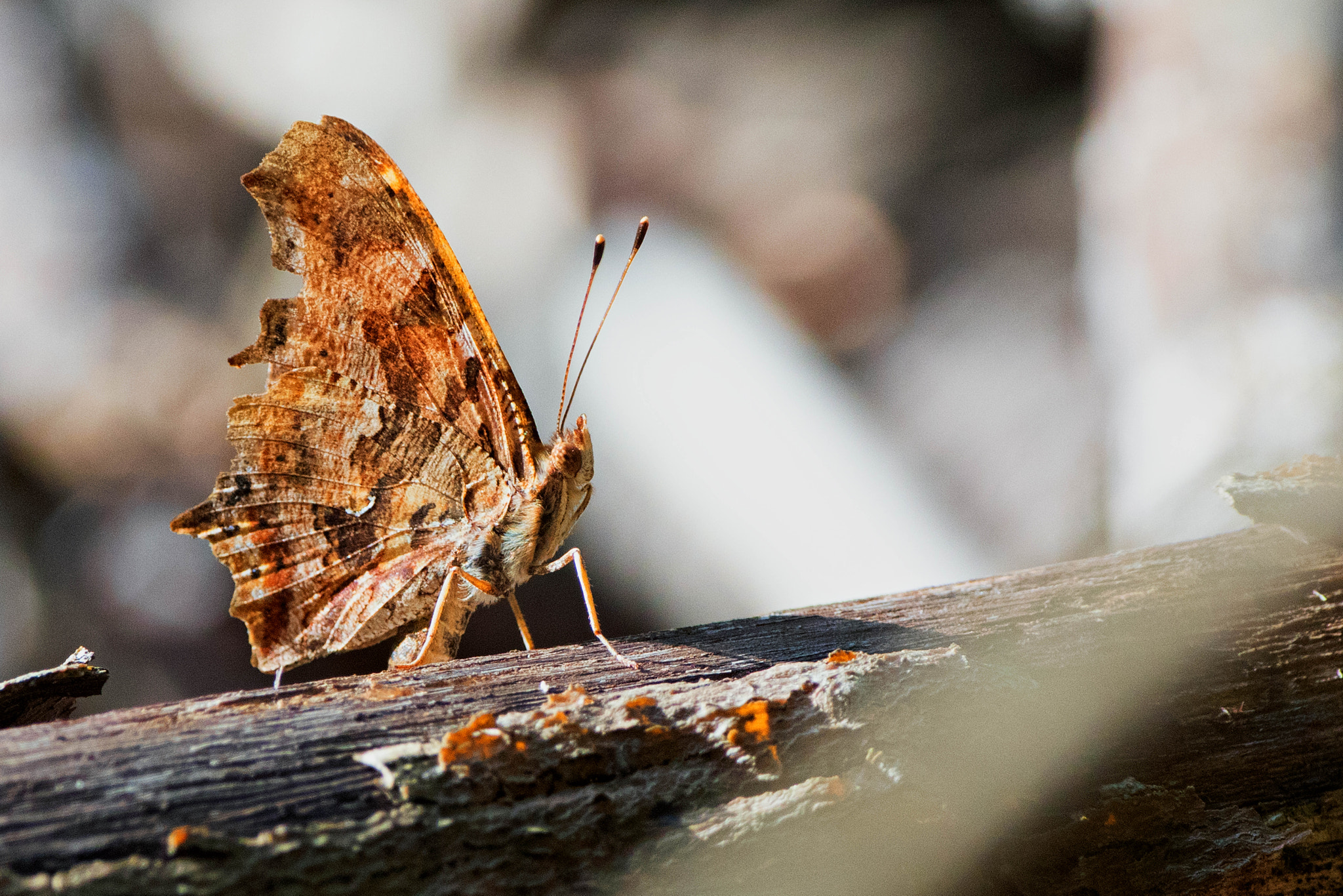 Canon EF 500mm F4L IS USM sample photo. Butterfly leaf photography