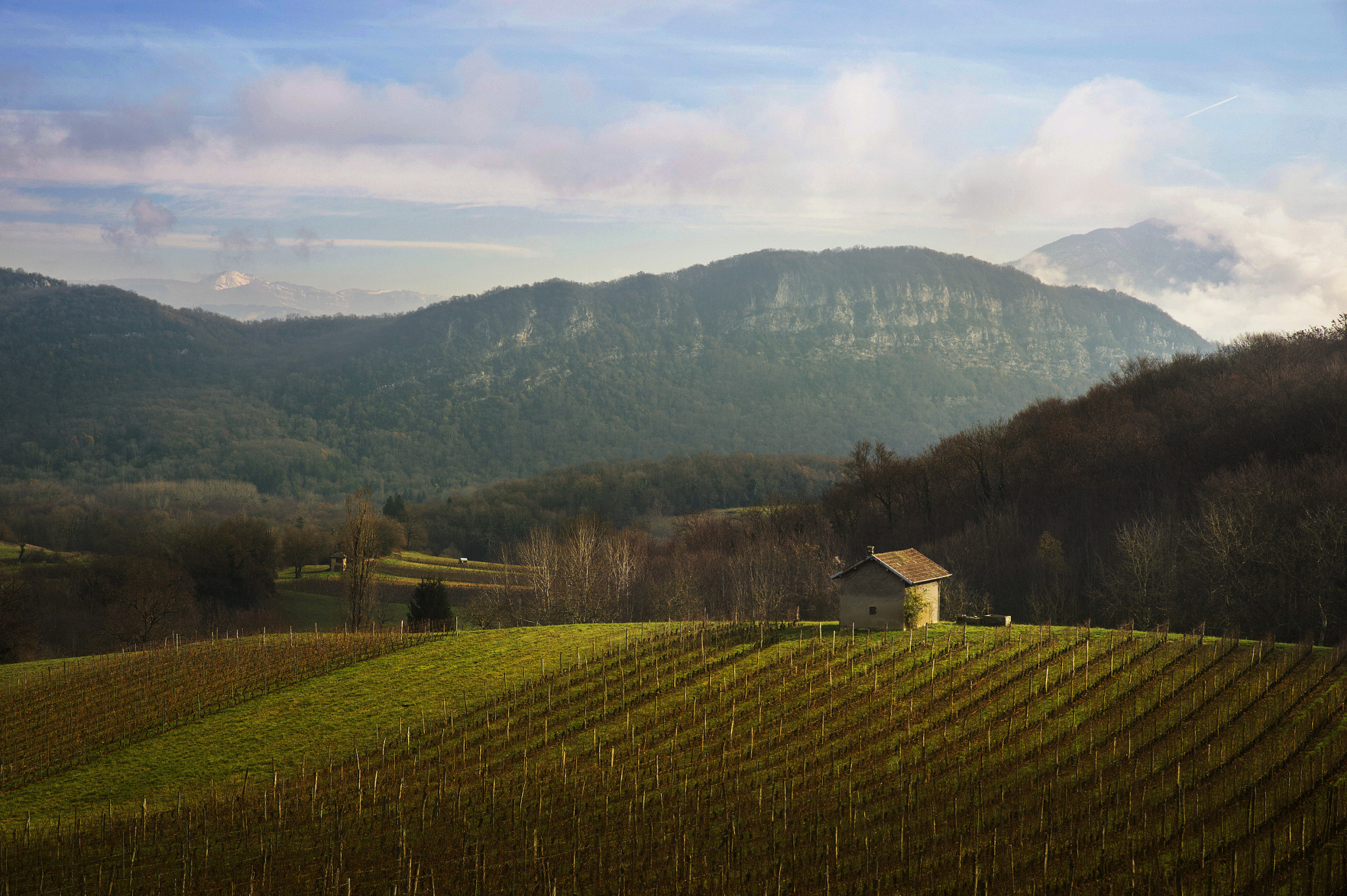 Nikon Df sample photo. View from a wine field photography