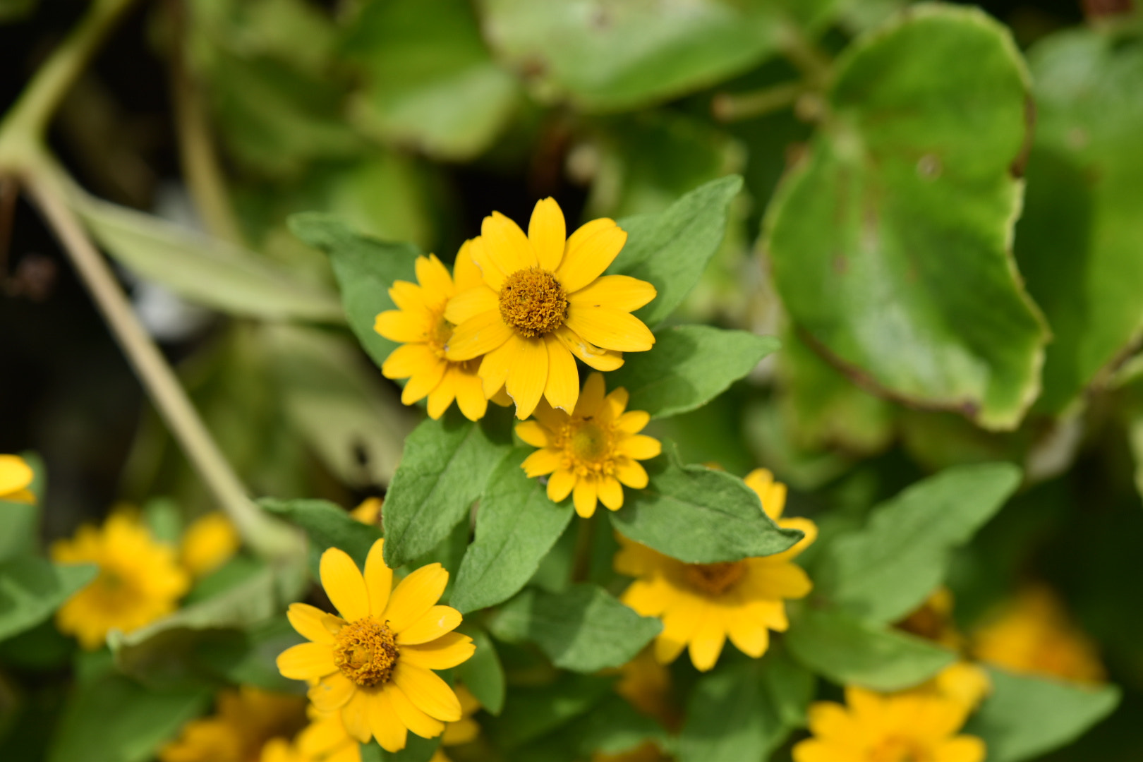 Nikon AF-S DX Micro-Nikkor 85mm F3.5G ED VR sample photo