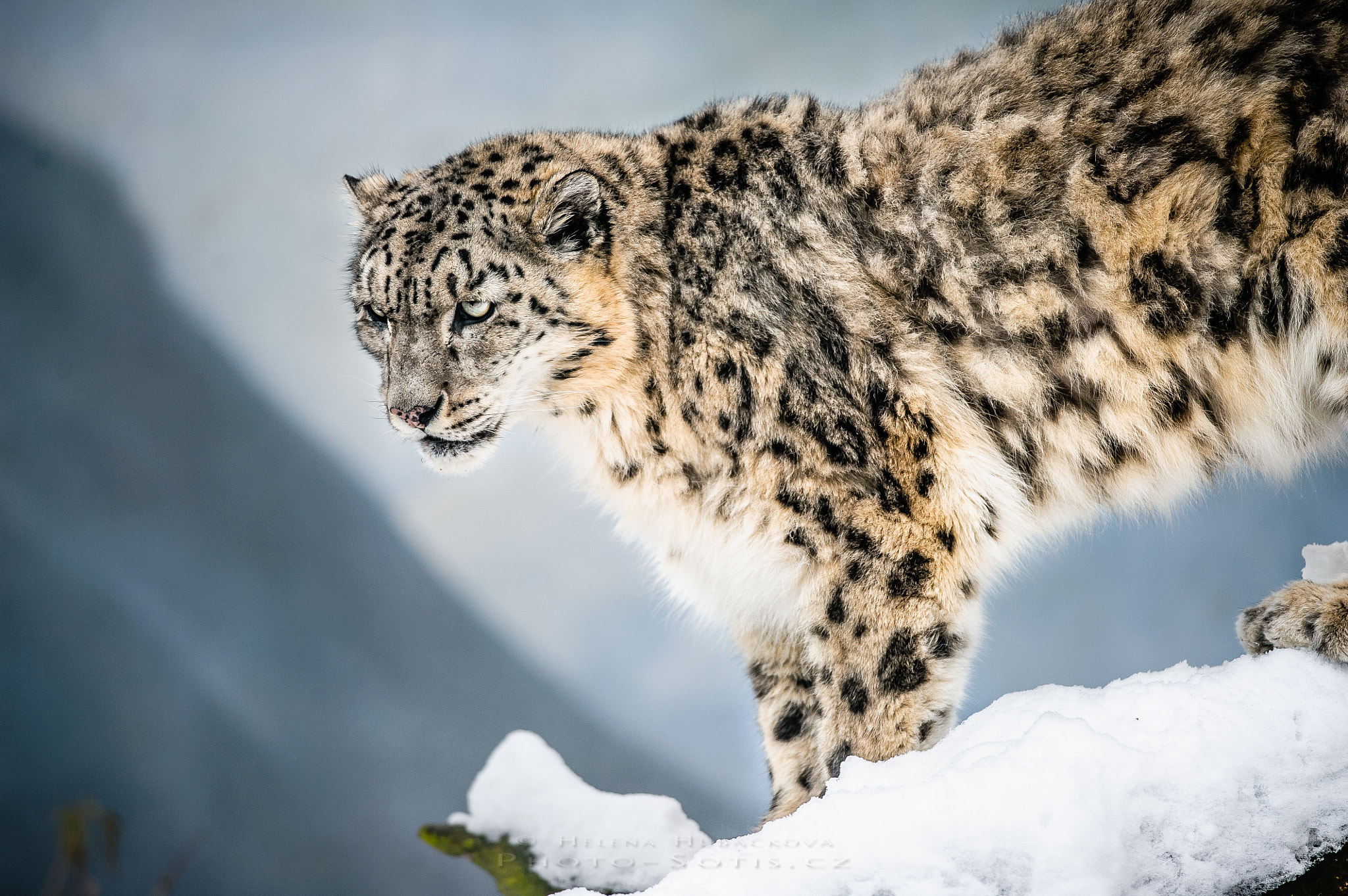 Nikon D700 + Nikon AF-S Nikkor 300mm F4D ED-IF sample photo. Levhart sněžný – snow leopard photography