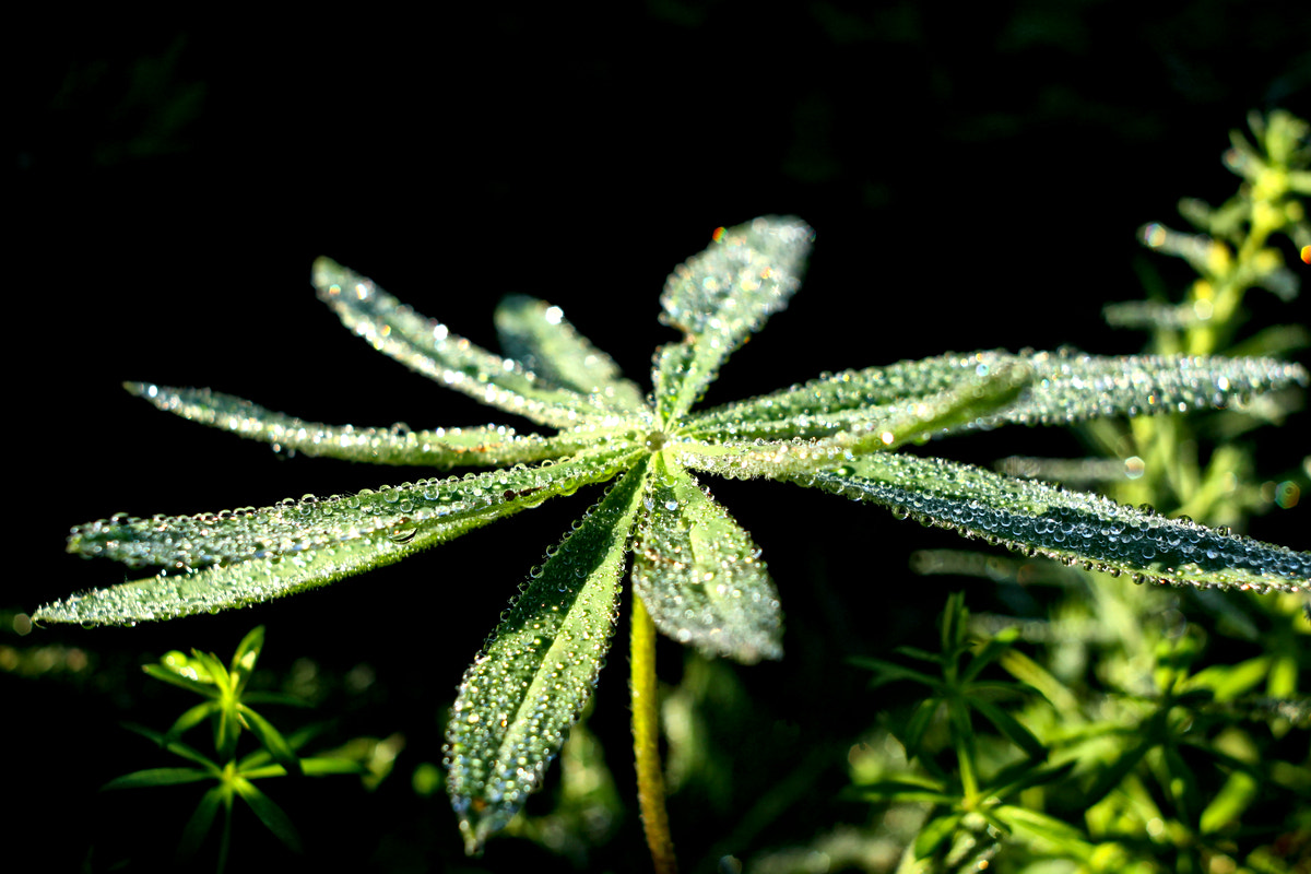 Canon EF 35-80mm f/4-5.6 sample photo