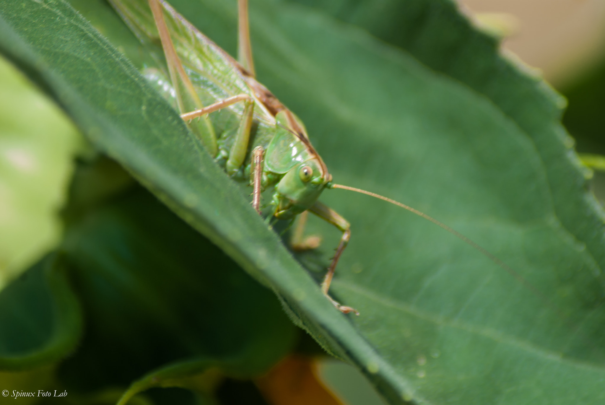Nikon D80 sample photo. Flick photography