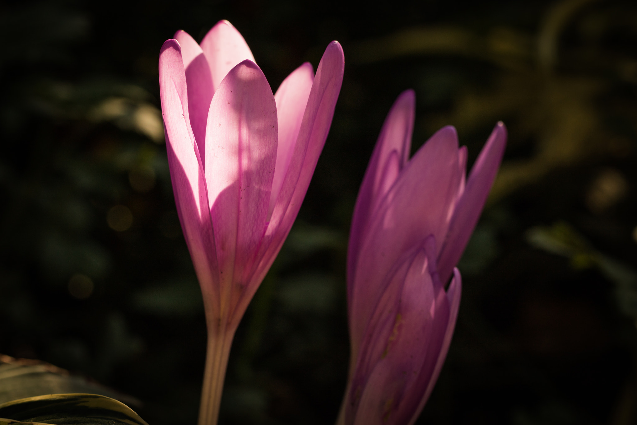 Canon EF 100mm F2.8L Macro IS USM sample photo. Purple buds backlit photography