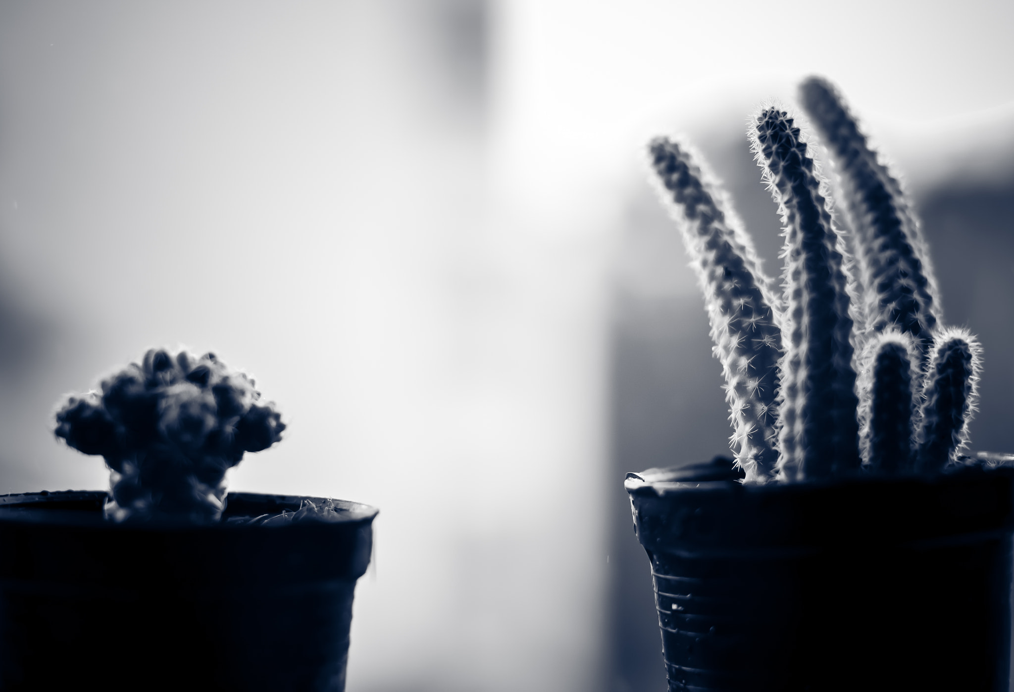 Nikon D3100 + Nikon AF Nikkor 50mm F1.4D sample photo. Cactus on the terrace with blur rainy day background photography