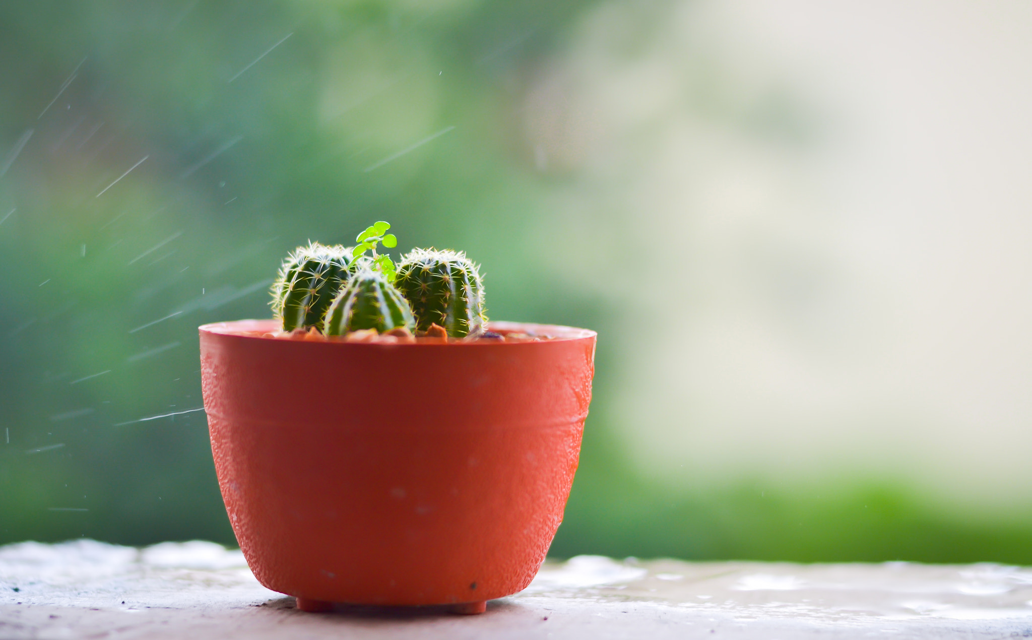 Nikon D3100 + Nikon AF Nikkor 50mm F1.4D sample photo. Cactus on the terrace with blur rainy day background photography