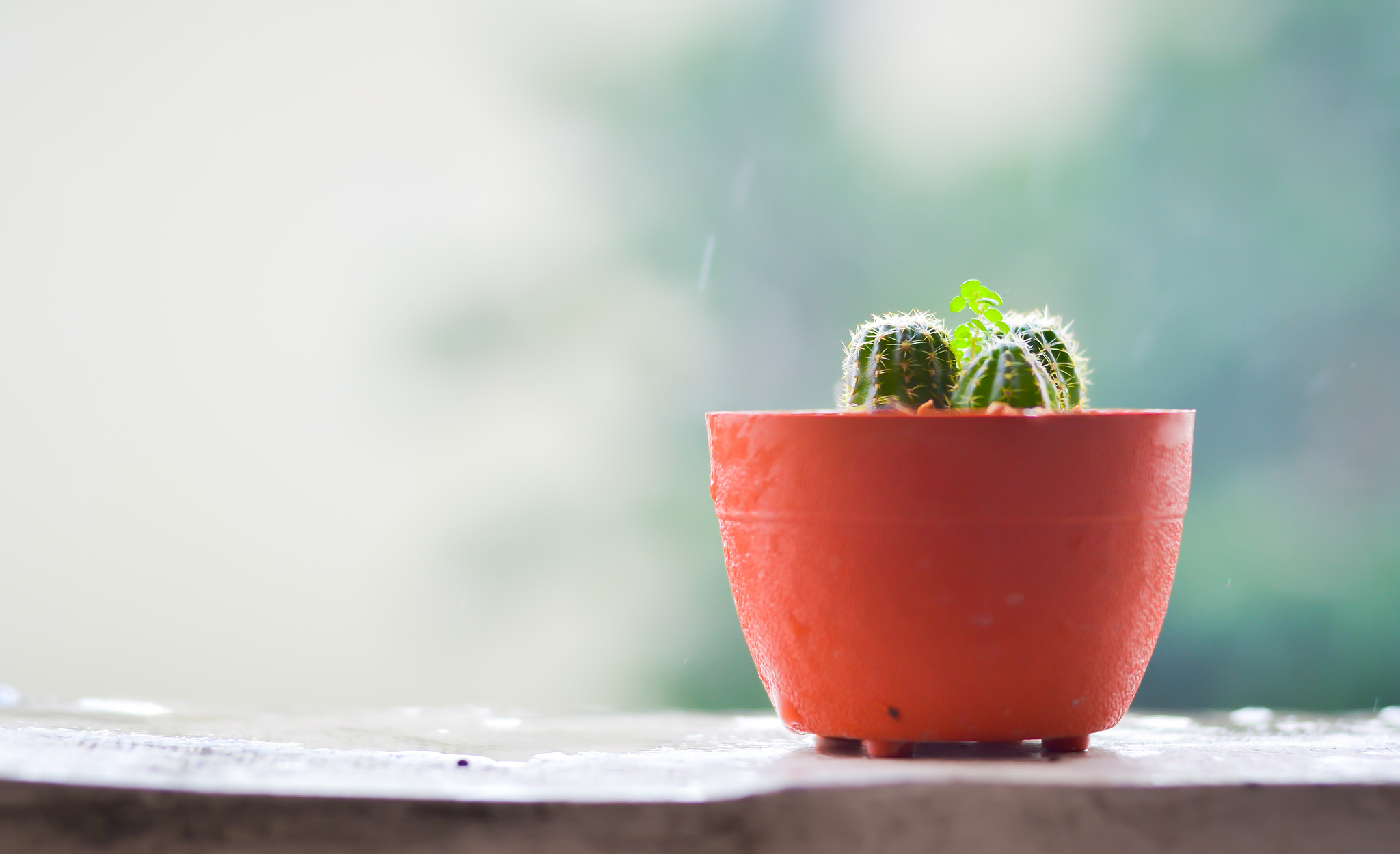 Nikon D3100 + Nikon AF Nikkor 50mm F1.4D sample photo. Cactus on the terrace with blur rainy day background photography