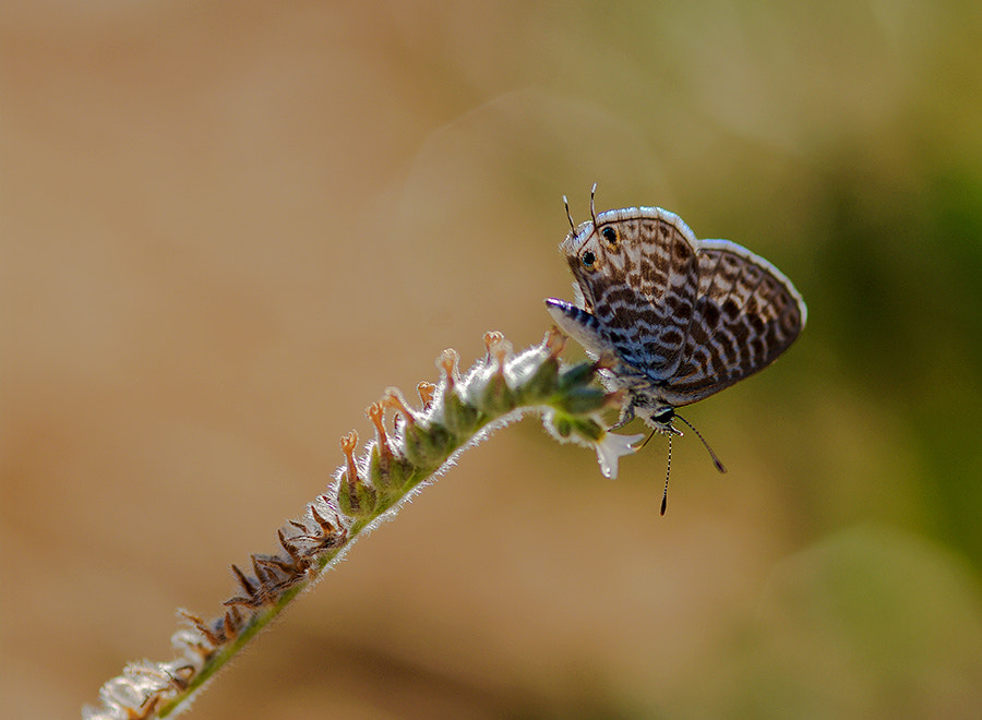 Pentax K20D + smc PENTAX-FA Macro 100mm F2.8 sample photo. Buterfly light photography