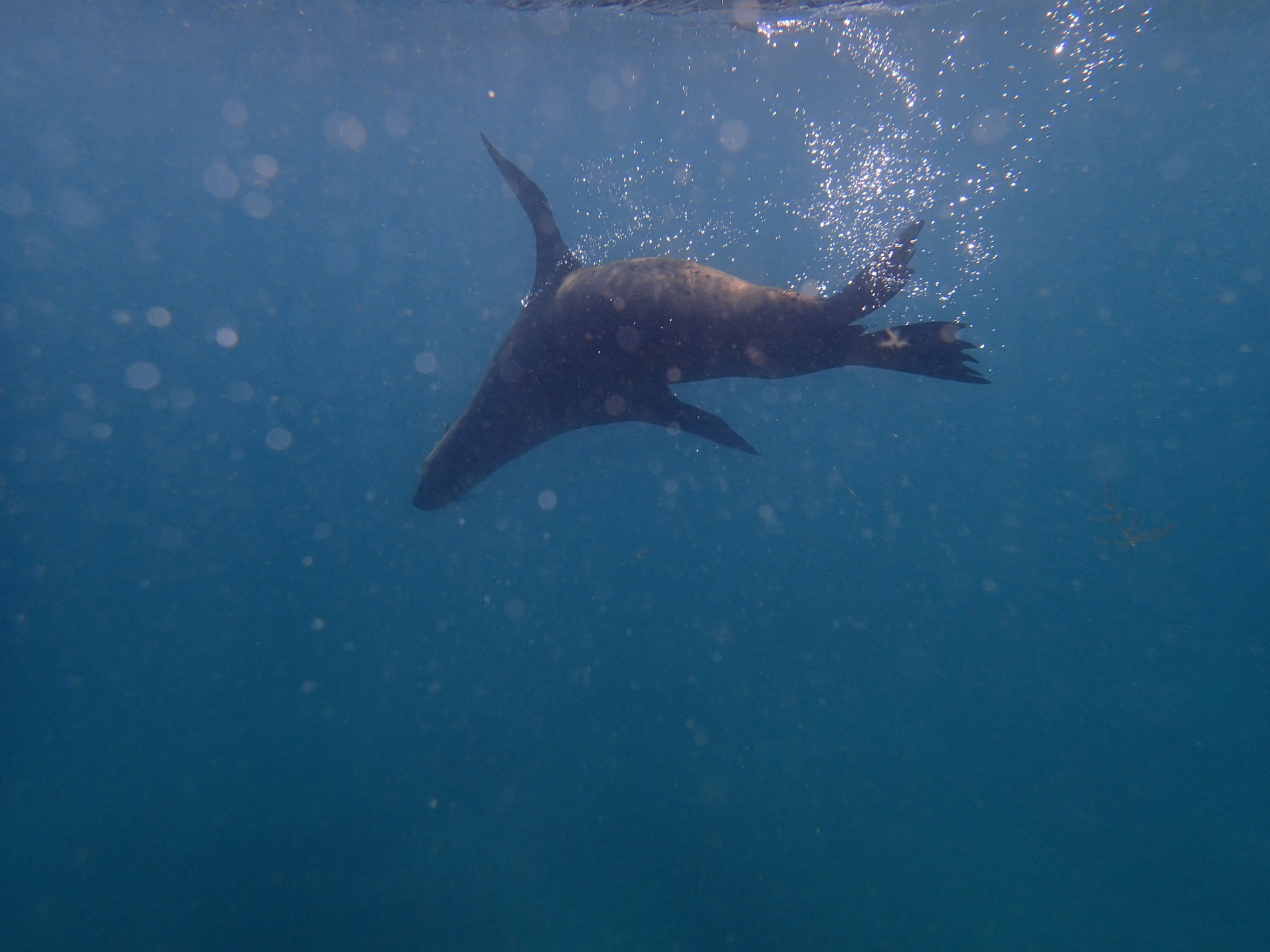 Olympus TG-1 sample photo. Seal swimming photography