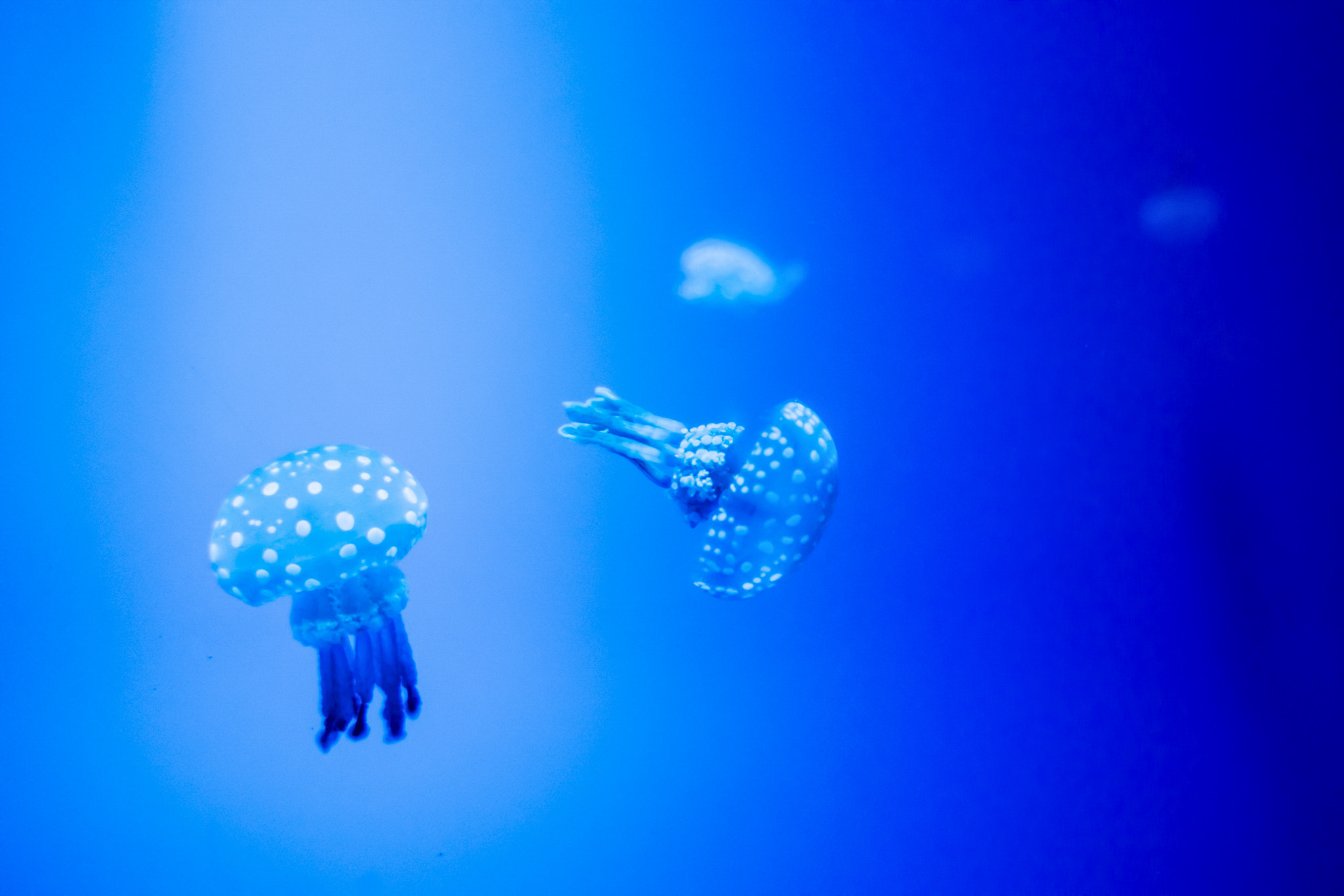Samsung NX1 + Samsung NX 16-50mm F3.5-5.6 Power Zoom ED OIS sample photo. Jellyfish in blue water photography