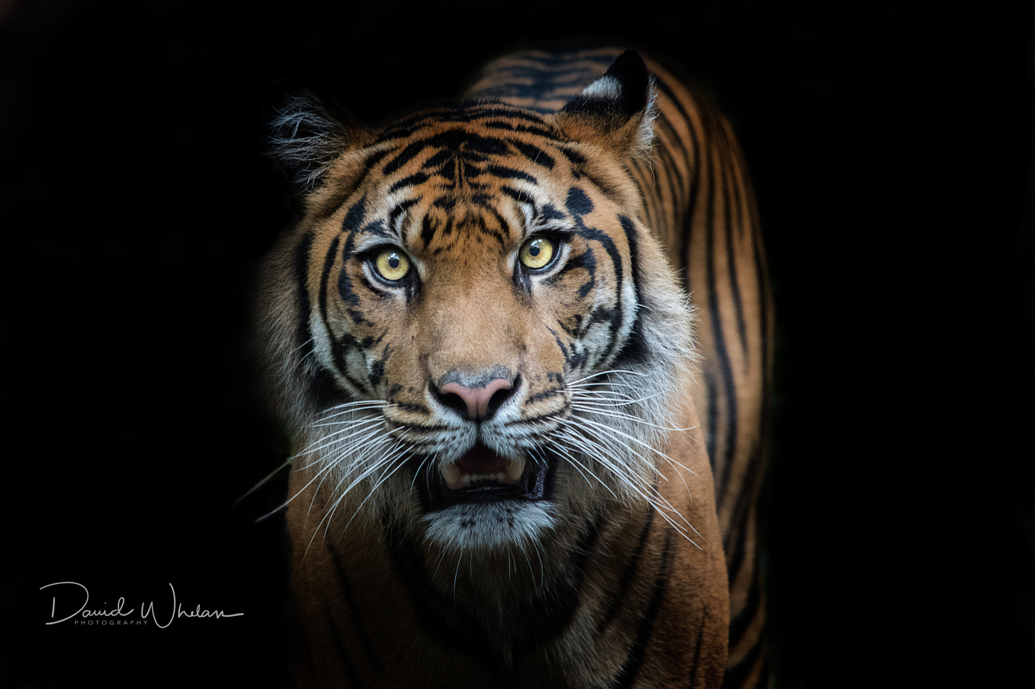 Sigma 150-500mm F5-6.3 DG OS HSM sample photo. Sumatran tiger photography