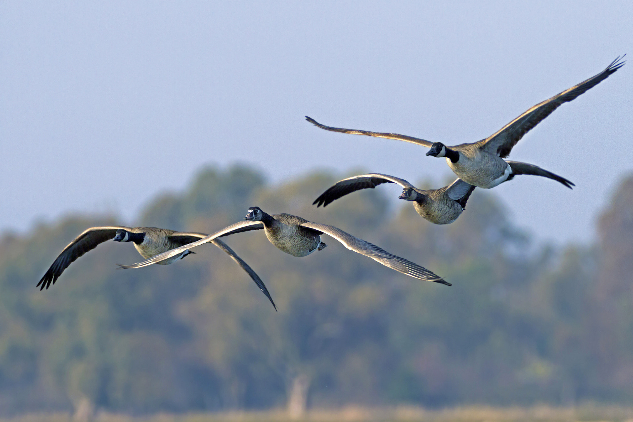 Canon EOS 7D sample photo. Canadian geese photography