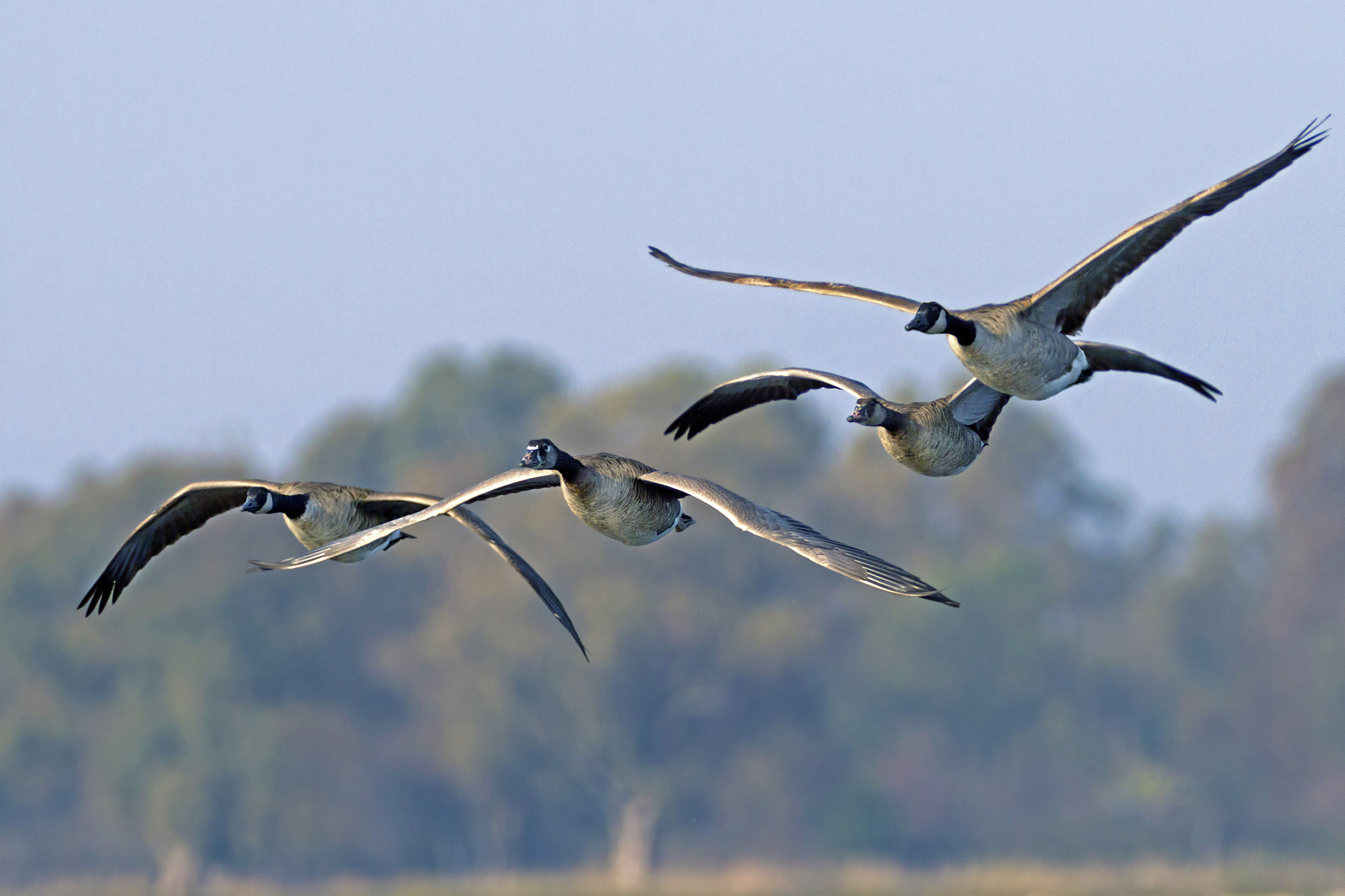 Canon EF 300mm f/2.8L + 1.4x sample photo. Canadian geese photography