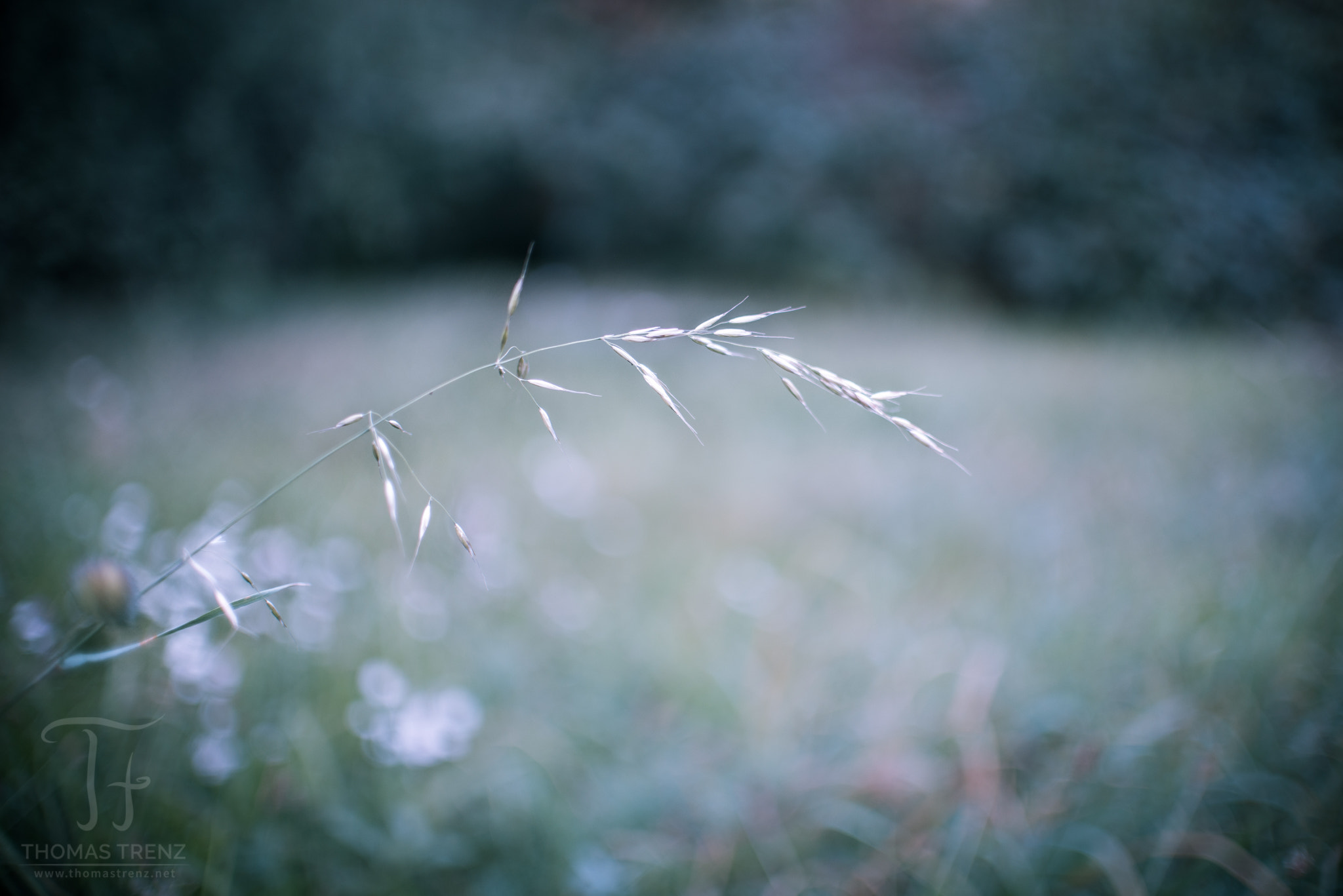 Nikon D600 + Nikon AF-S DX Nikkor 35mm F1.8G sample photo. Light nature 2 photography