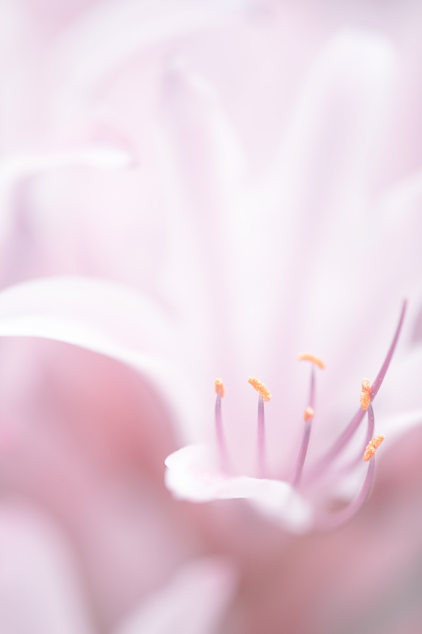 Canon EF 180mm F3.5L Macro USM sample photo. Flower photography