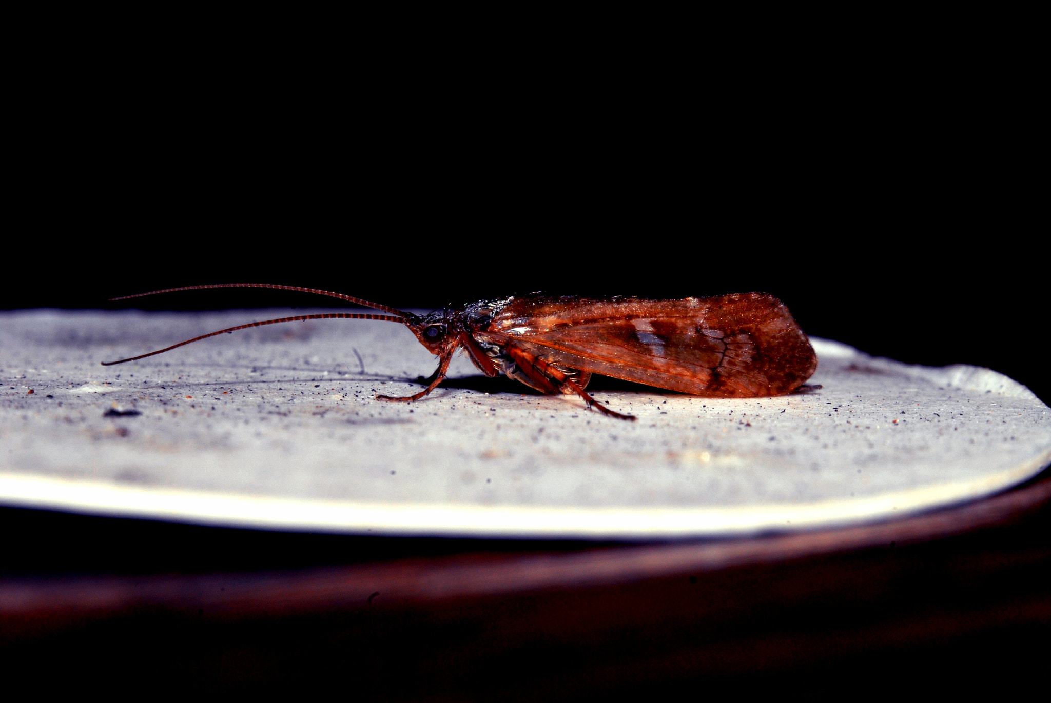 Nikon D200 + Manual Lens No CPU sample photo. Ночная гостья photography