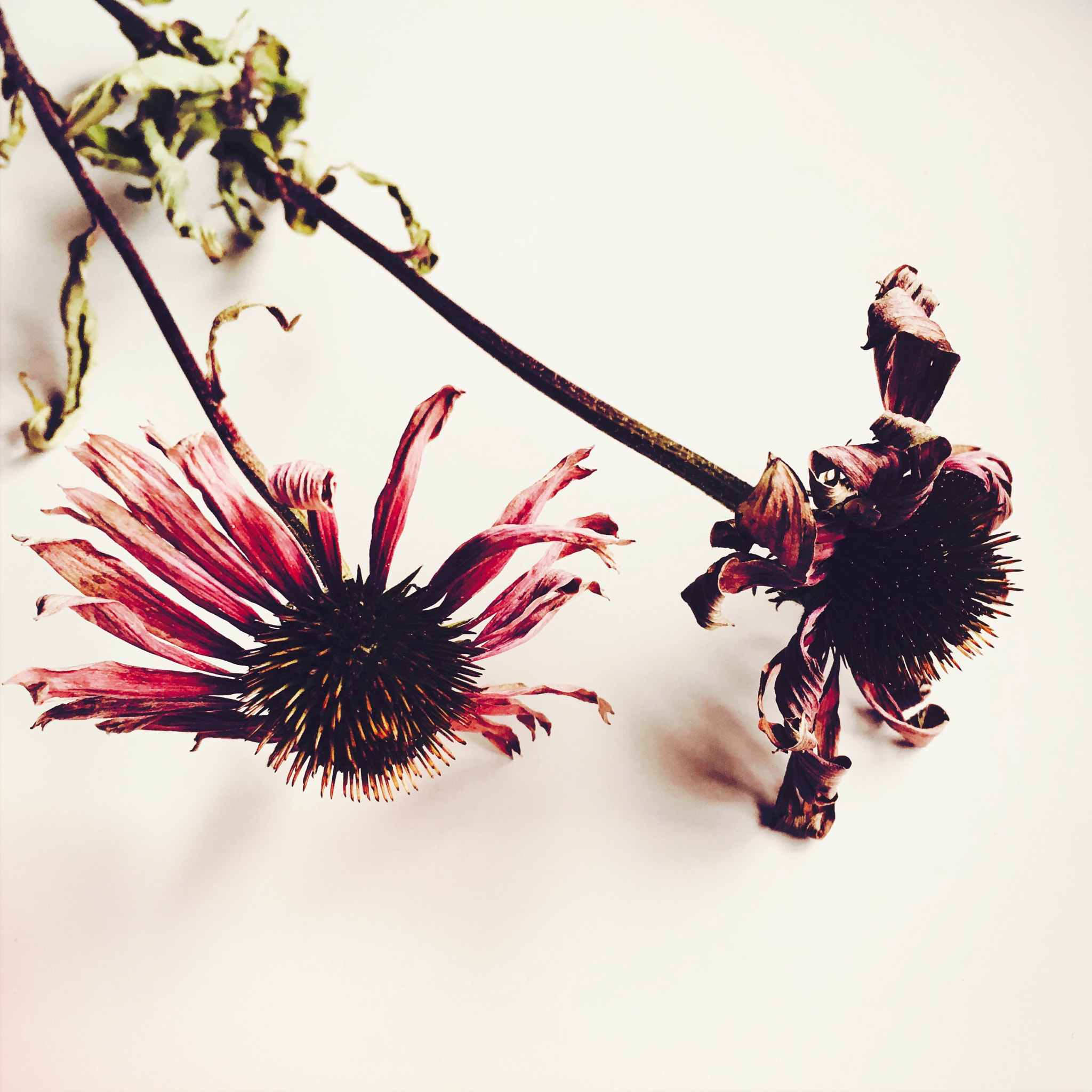 Hipstamatic 321 sample photo. Echinacea photography