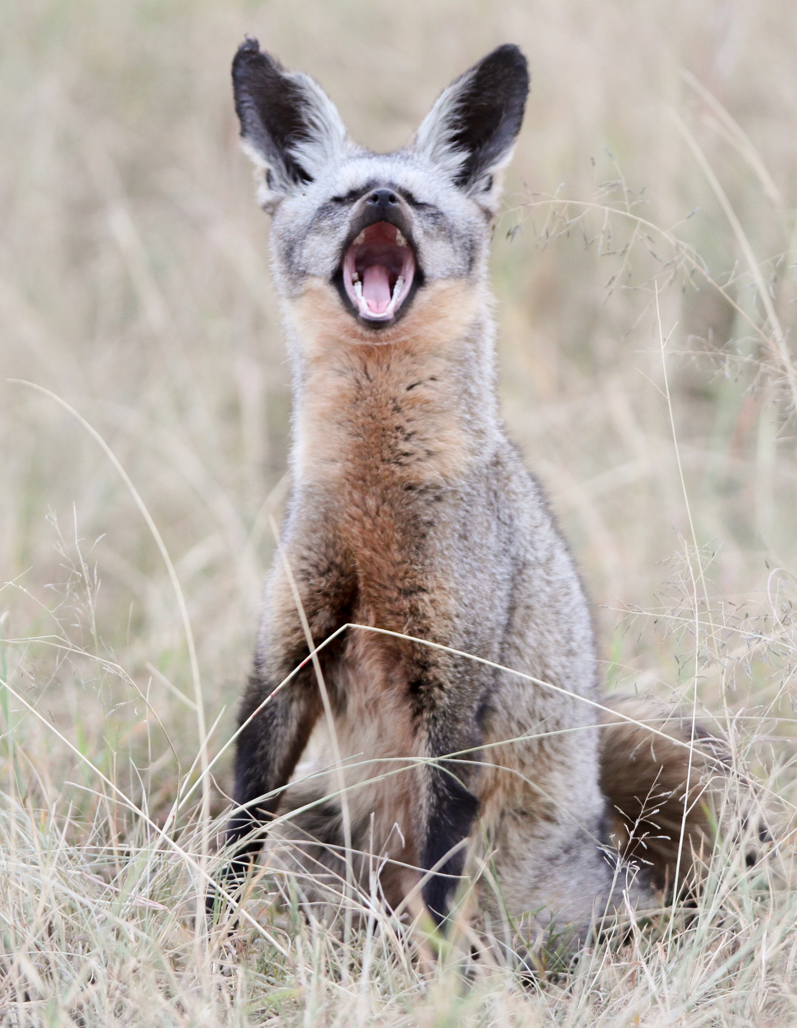 Canon EOS 7D + Canon EF 300mm F2.8L IS USM sample photo. Bat eared fox. photography