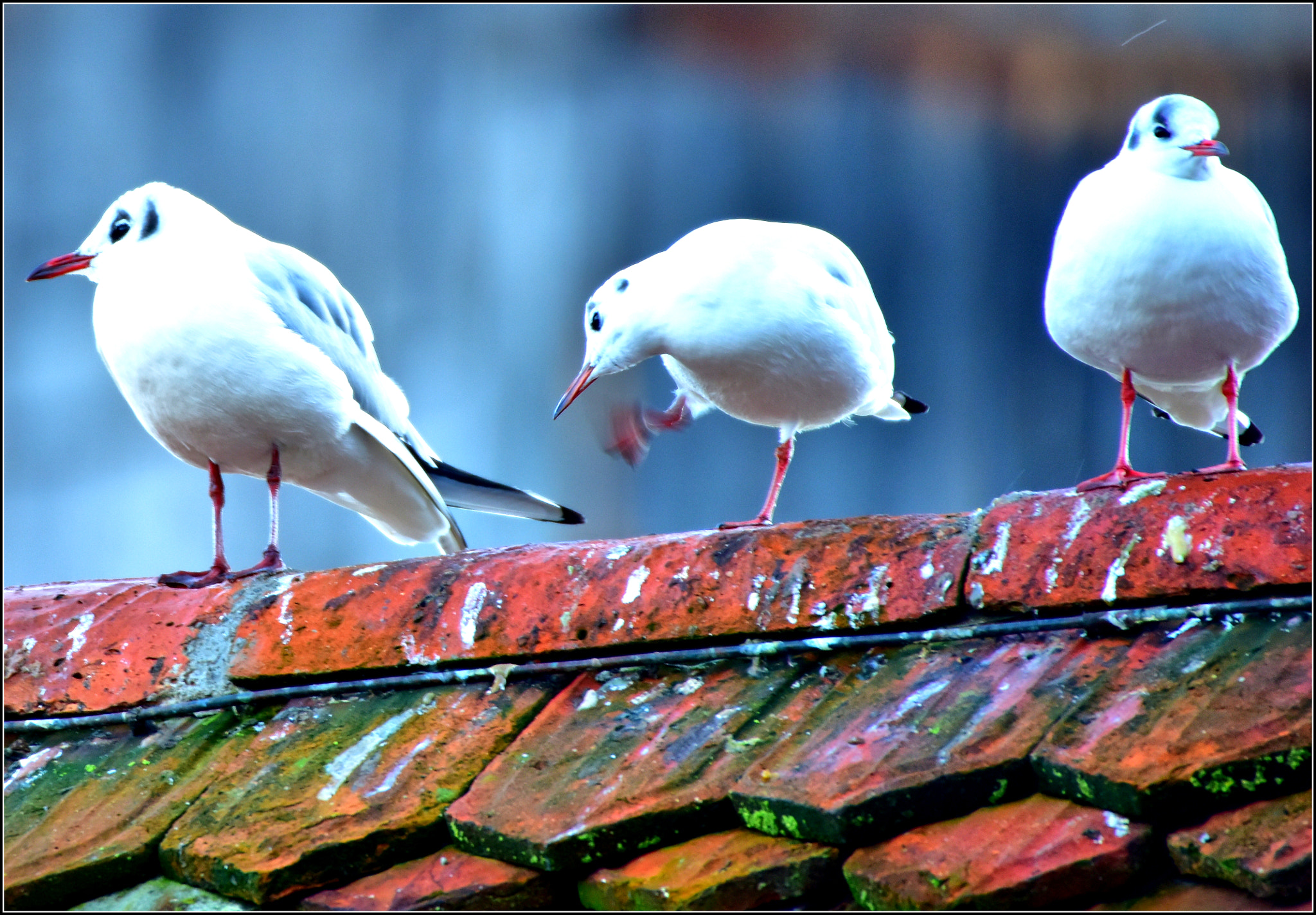 Nikon D810 + Sigma 50-500mm F4.5-6.3 DG OS HSM sample photo. Auf der kappelbrücke photography