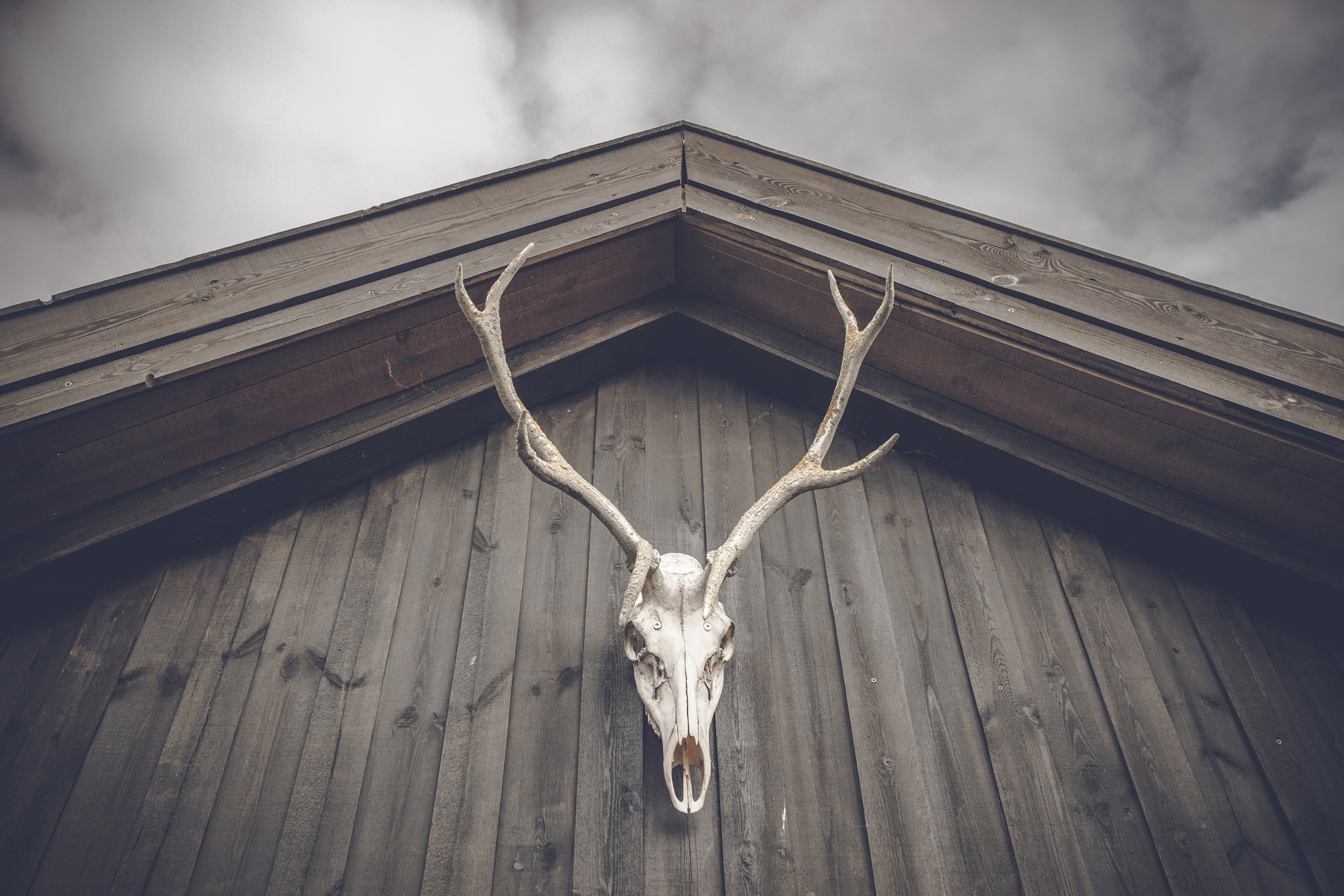 Sony Alpha DSLR-A900 sample photo. Hunting trophy skull hanging on a wooden facade photography