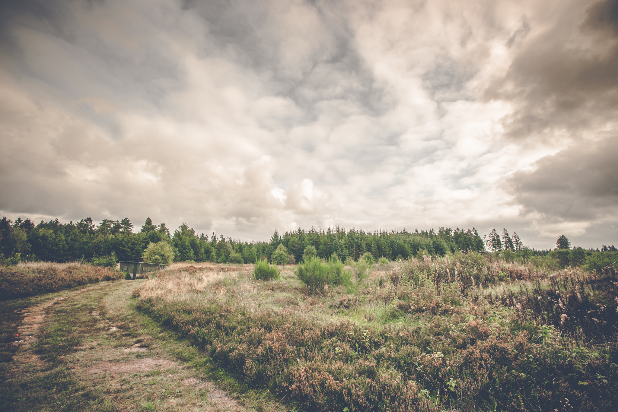 Sony Alpha DSLR-A900 sample photo. Prairie landscape with green trees and wild flowers photography