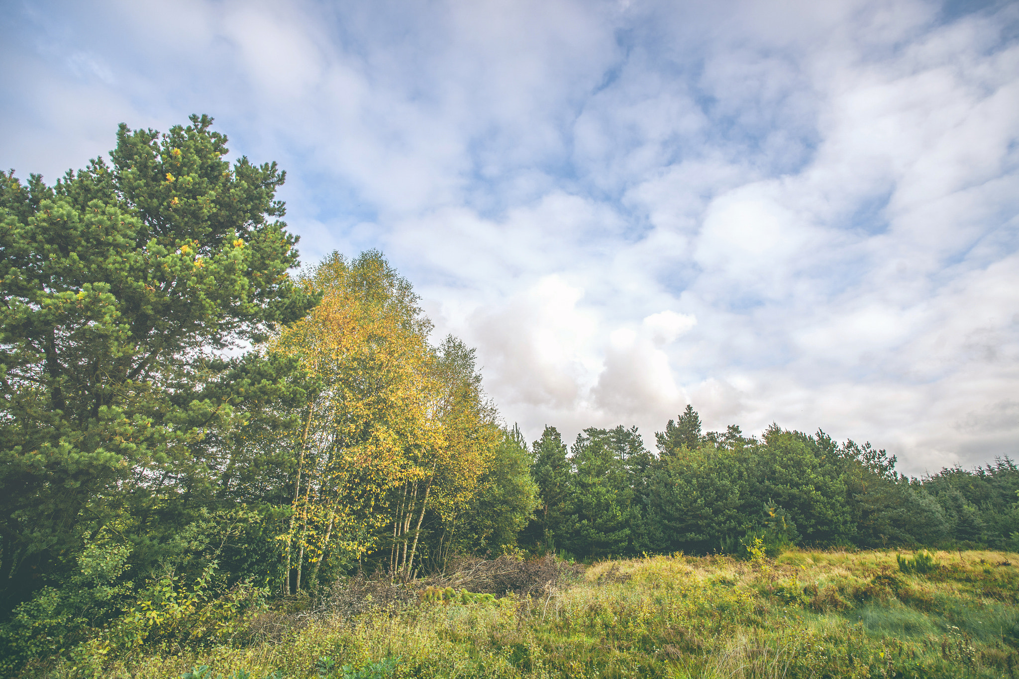 Sony Alpha DSLR-A900 sample photo. Autumn landscape with yellow birch trees photography