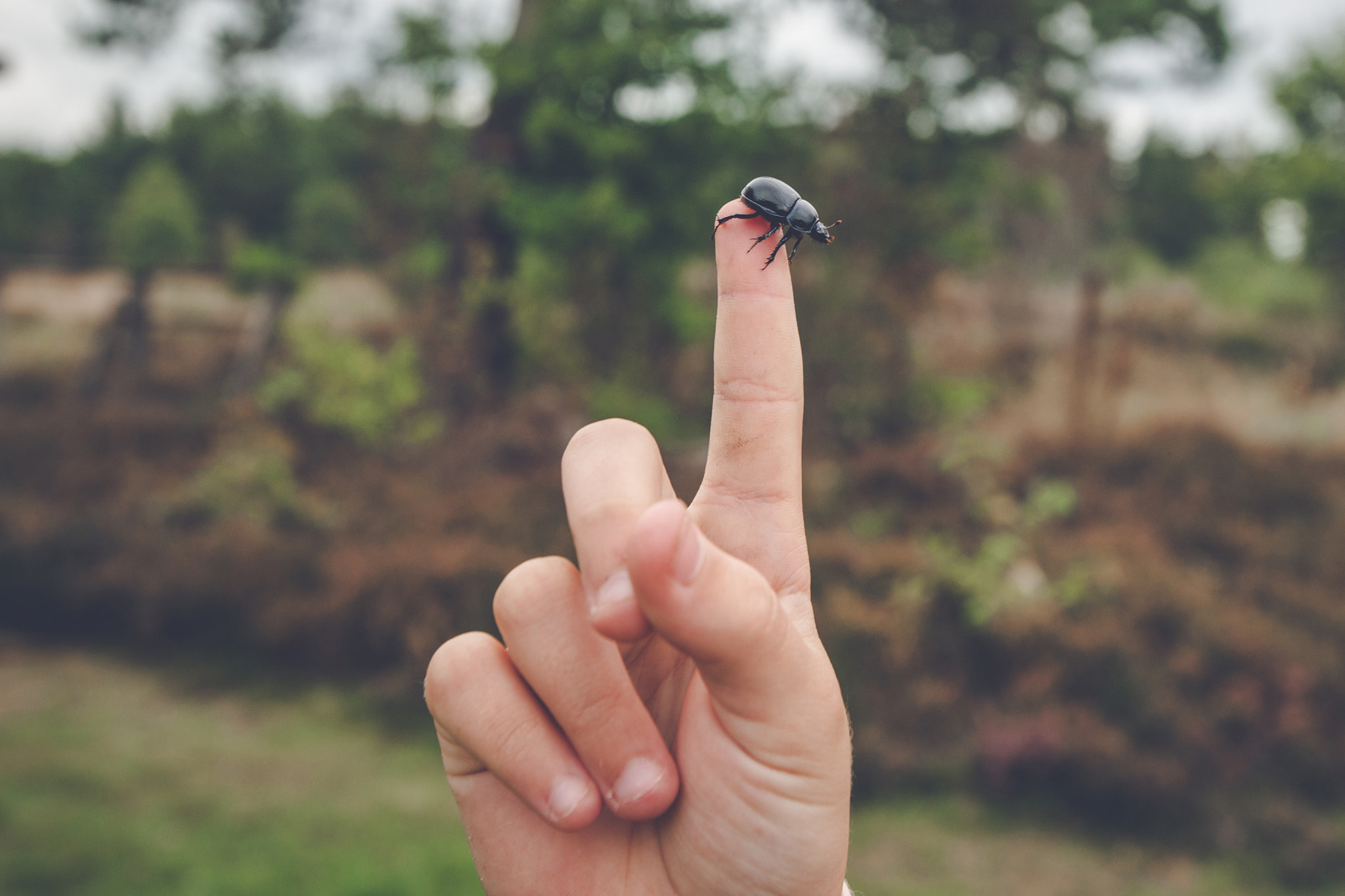 Sony Alpha DSLR-A900 sample photo. Finger pointing at a black beetle photography