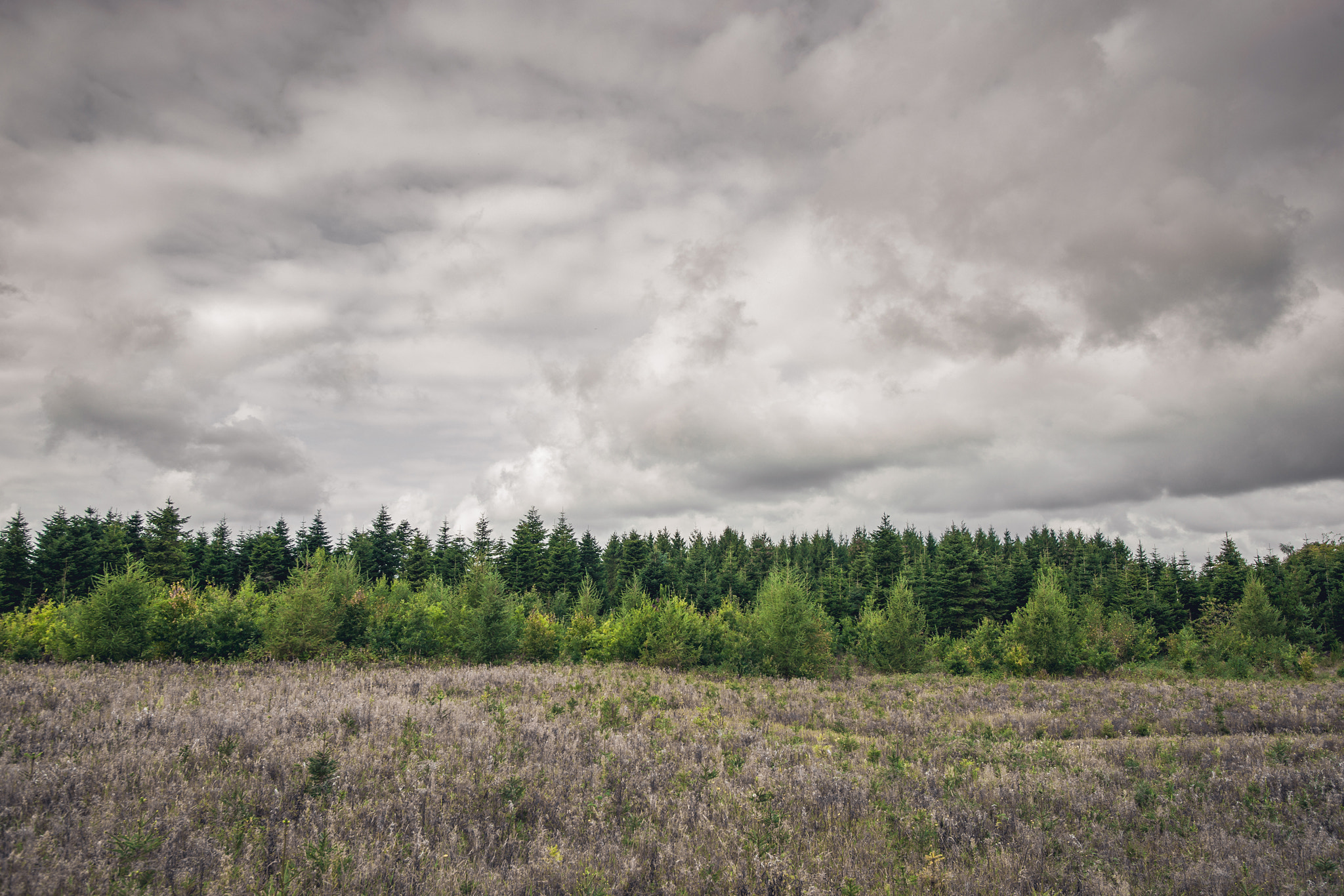 Sony Alpha DSLR-A900 sample photo. Green pine tree forest on a meadow photography