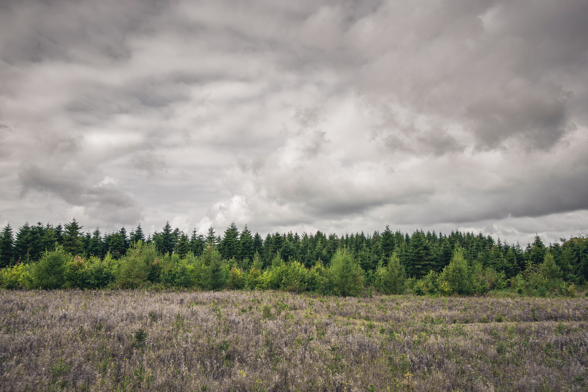 Sony Alpha DSLR-A900 + Sony Vario-Sonnar T* 16-35mm F2.8 ZA SSM sample photo. Green pine tree forest on a meadow photography