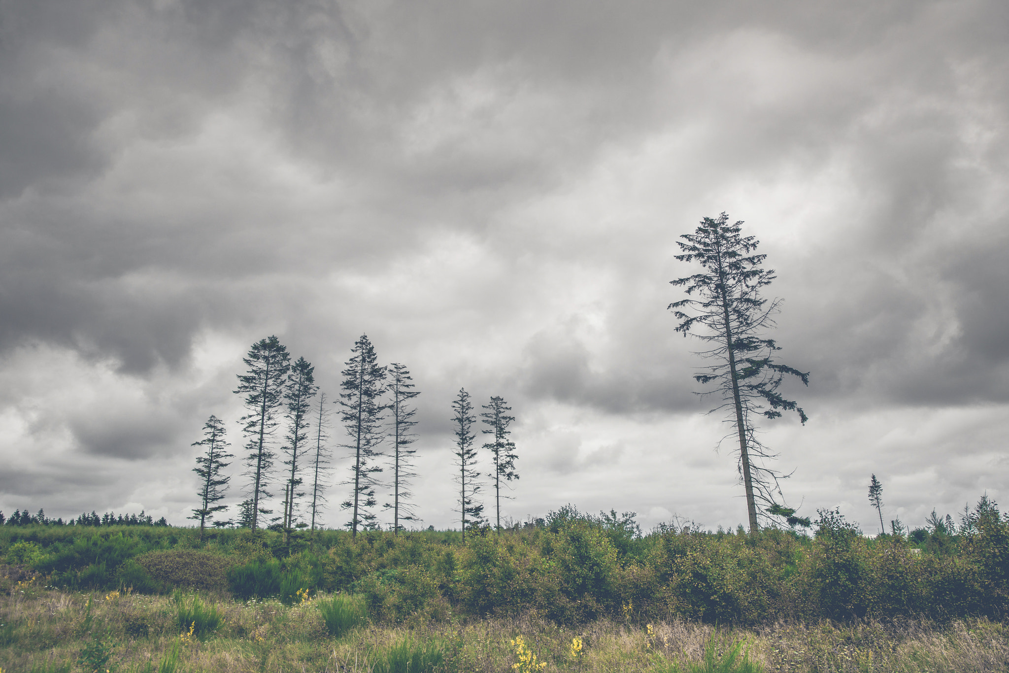 Sony Alpha DSLR-A900 sample photo. Landscape with tall pine tree silhouettes photography